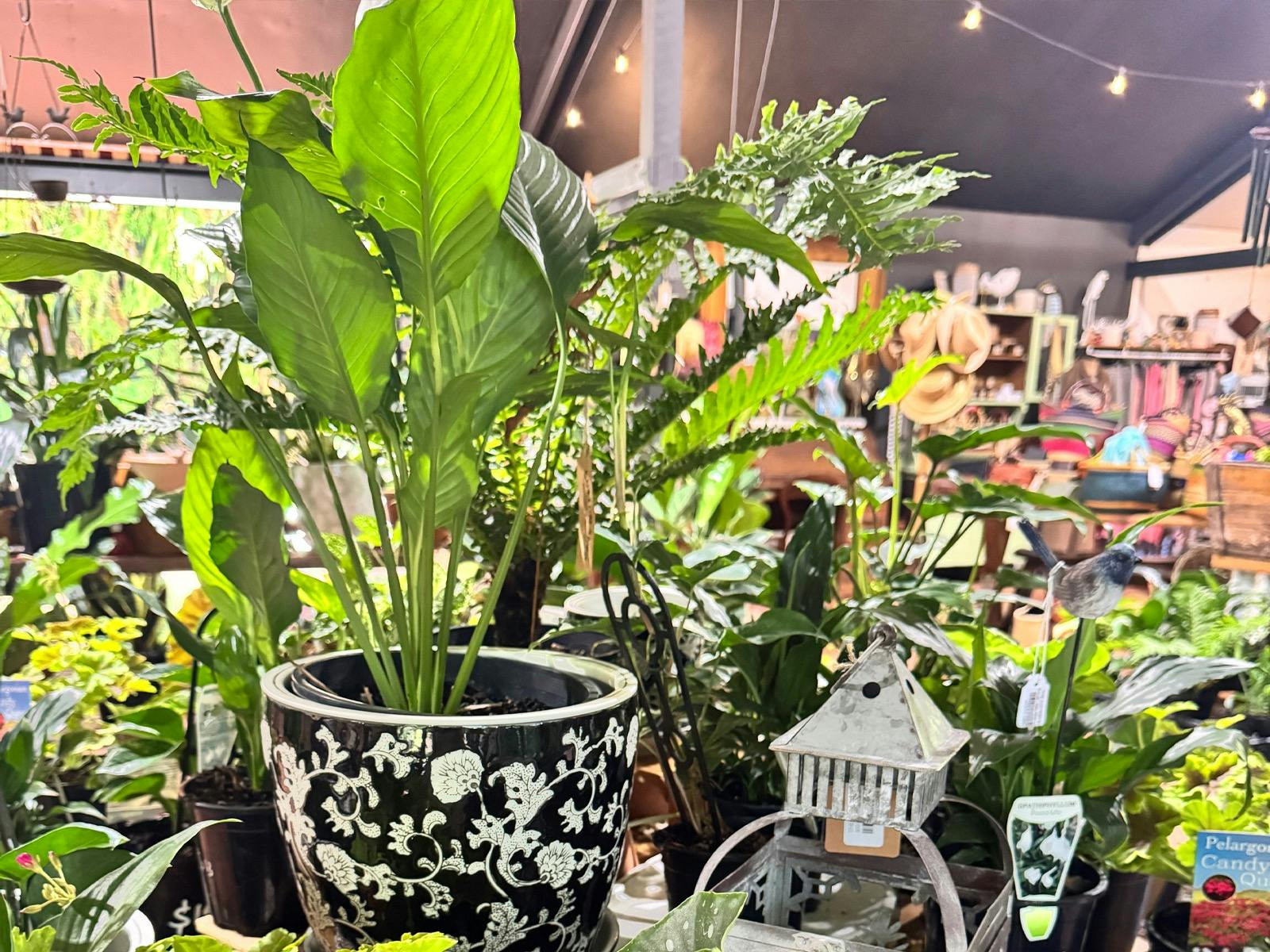 棉花棚屋提供各種室內植物和異國情調的花盆，滿足各種裝飾風格的需求。