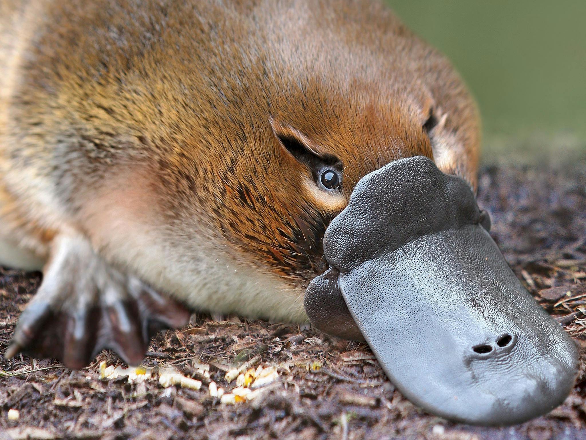 Platypus