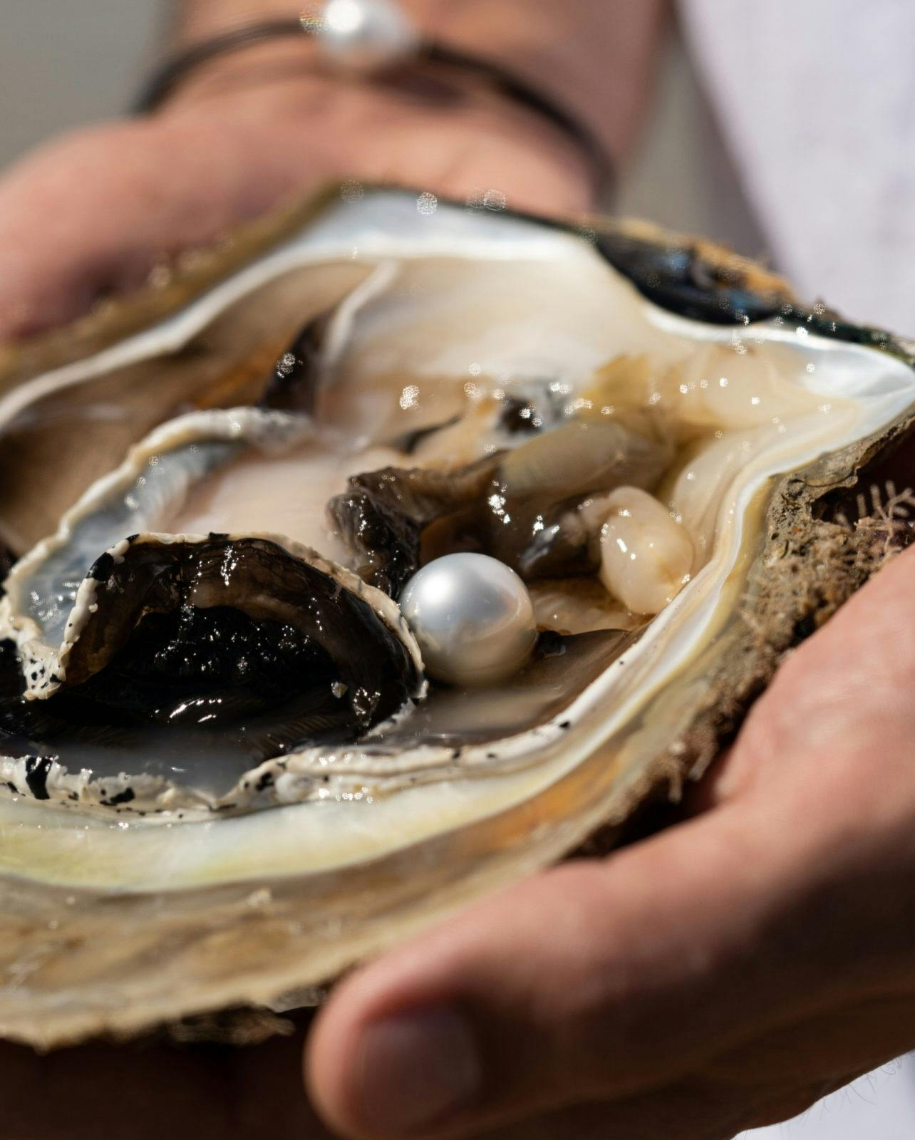 Harvesting a pearl at Cygnet Bay