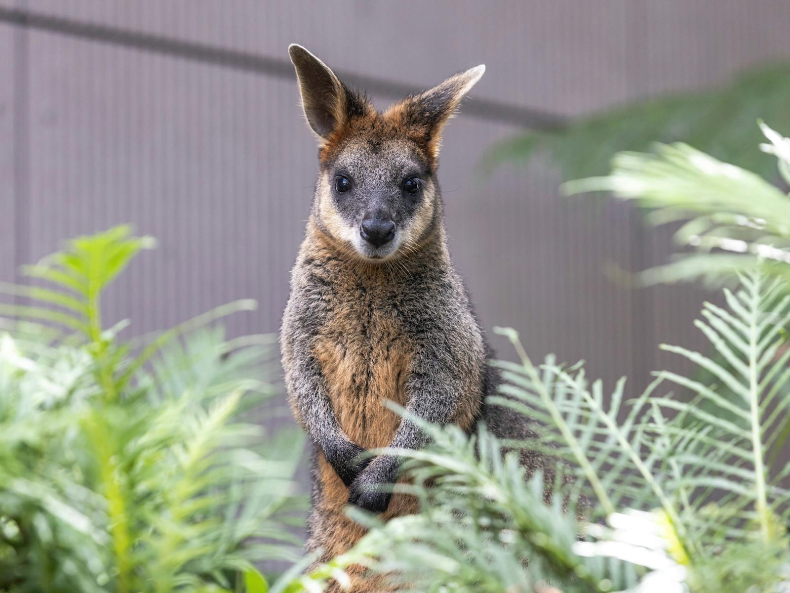 Wallabies in Nura Diya