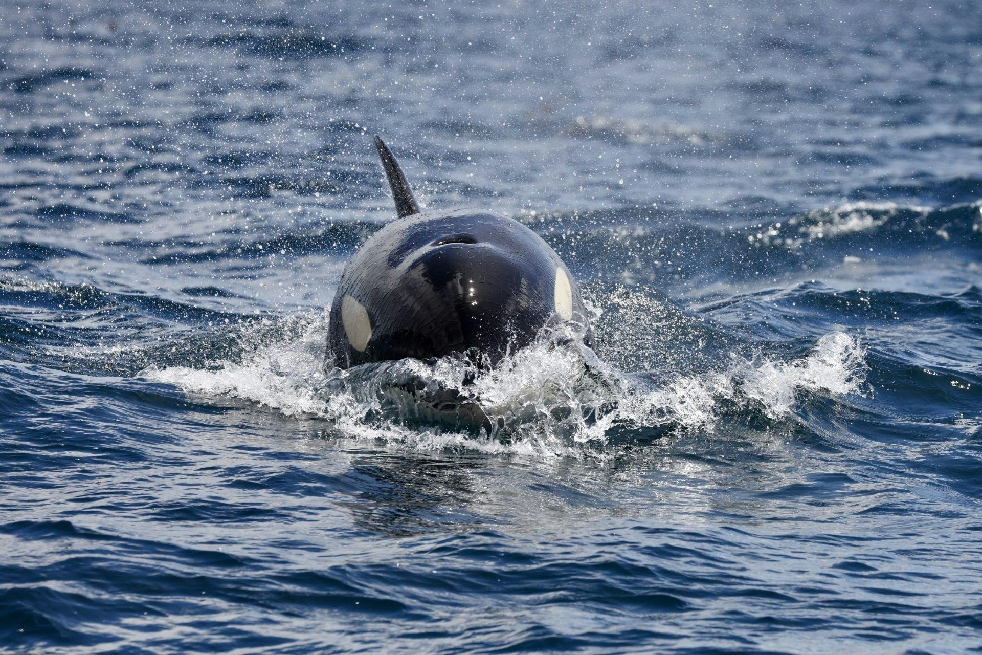 Orca off the Tasman Peninsula