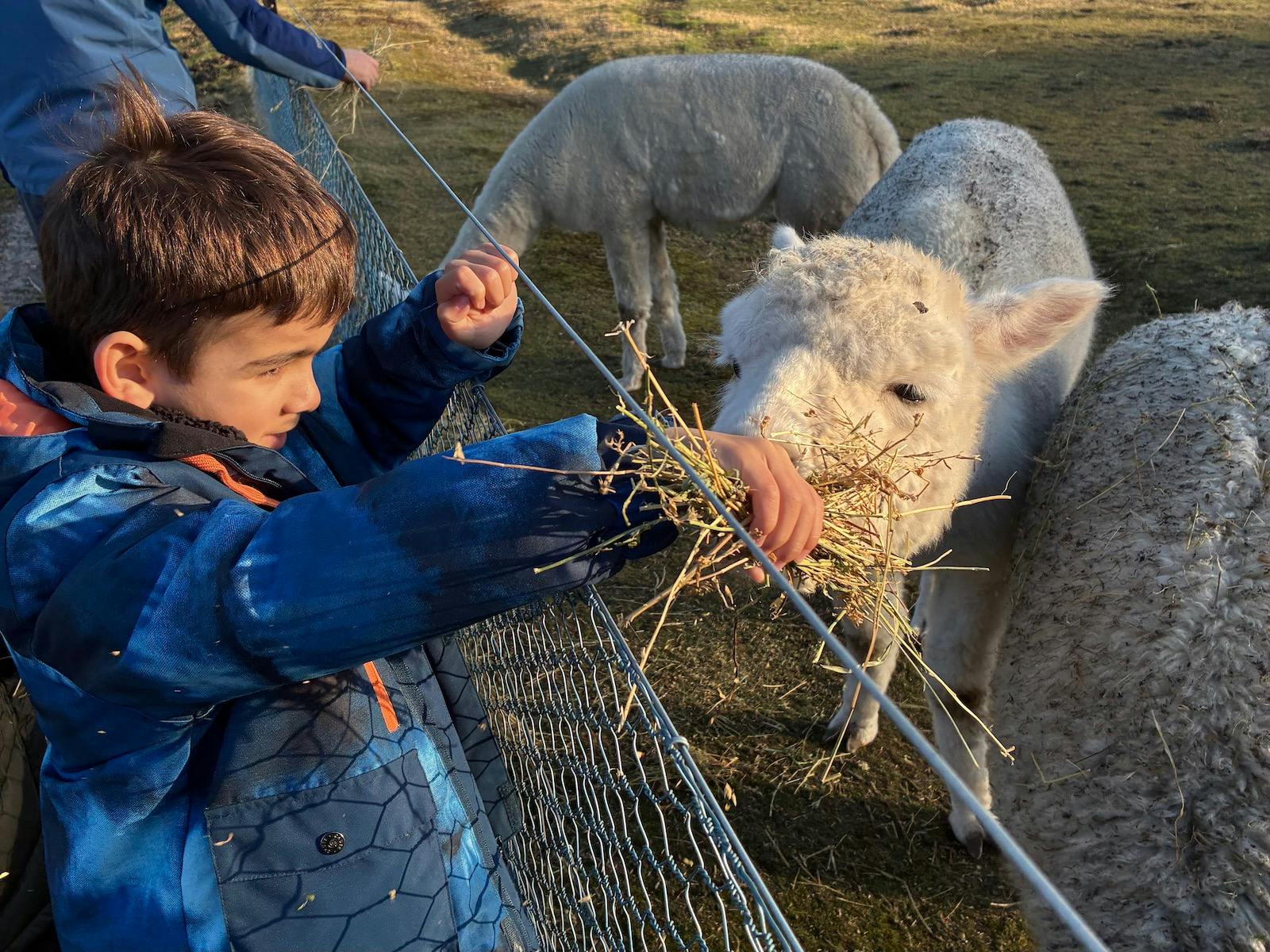 Boy feeding Alpacas