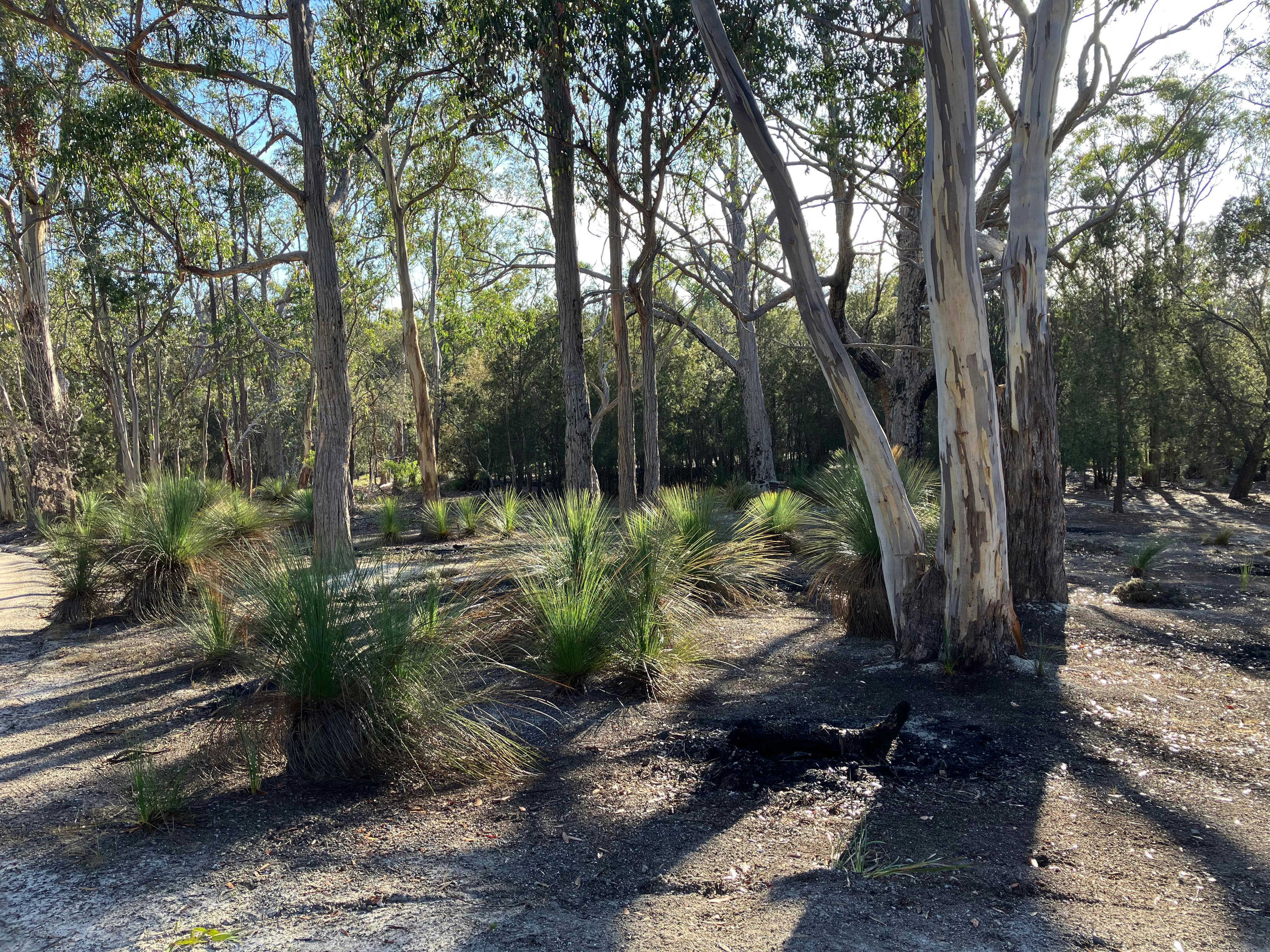Surrounding bush.