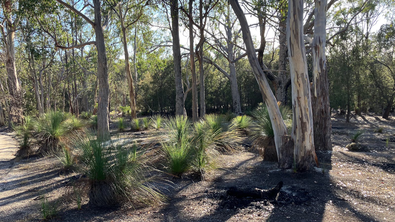Grasstree forest.