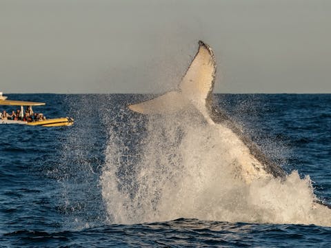 Whale Watching