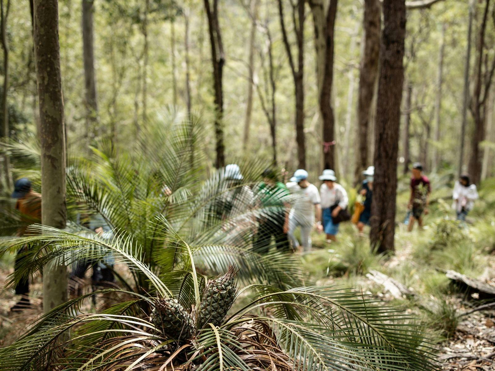 A procession of visitors completing a bushwalk at Bundanon