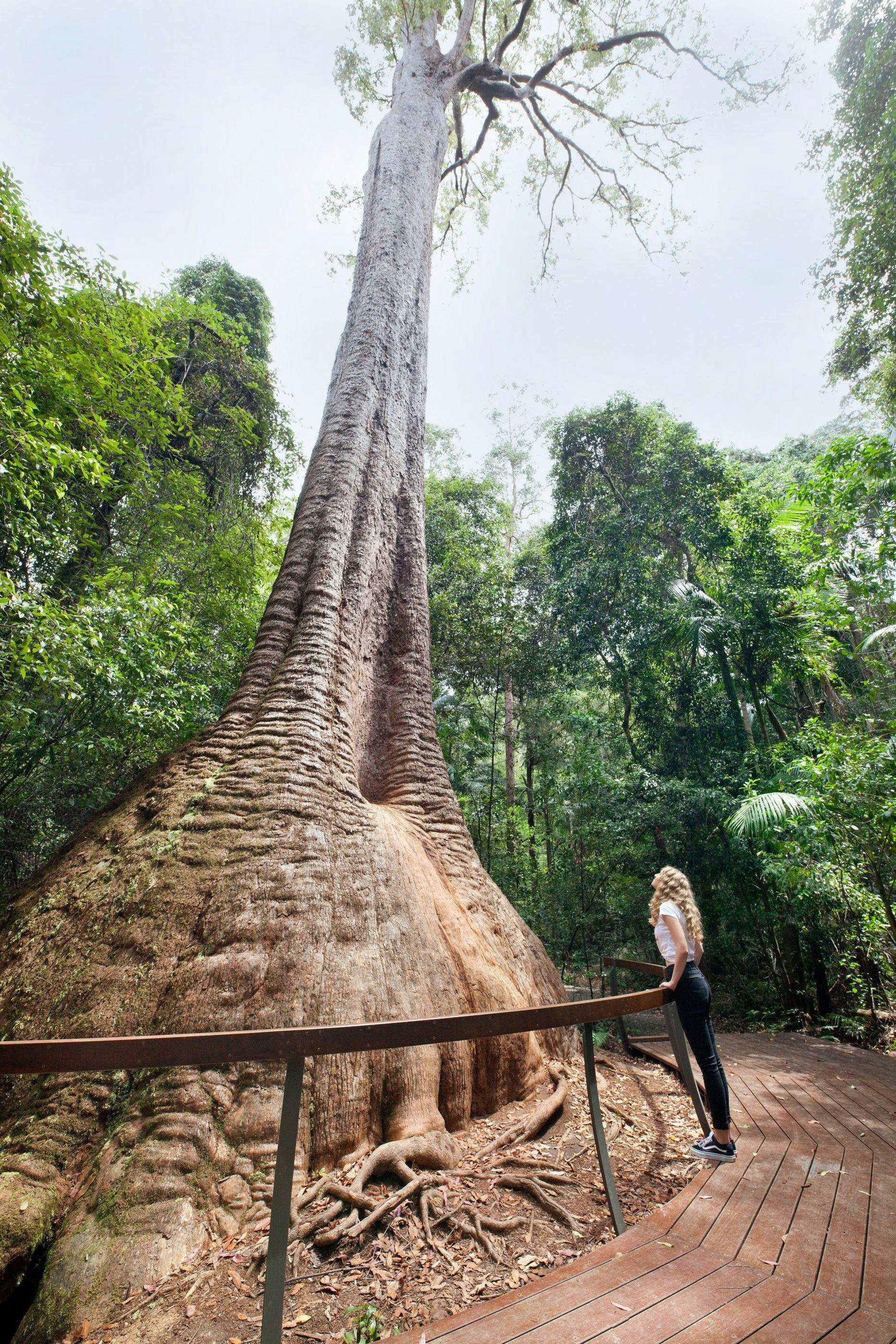 Girl looks up at Old Bottlebutt from the viewing deck around the tree base.