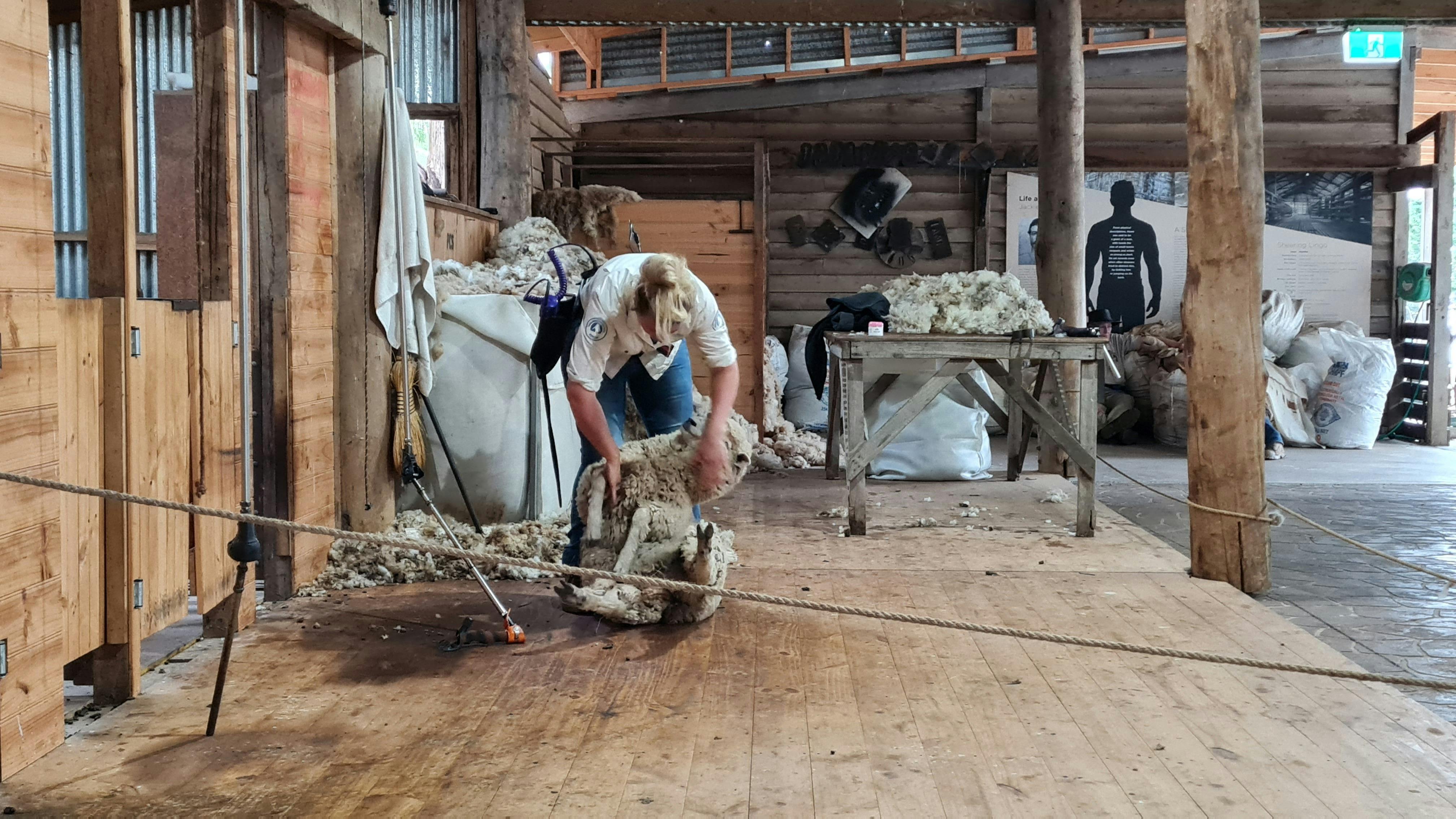 Shearing at Churchill Island