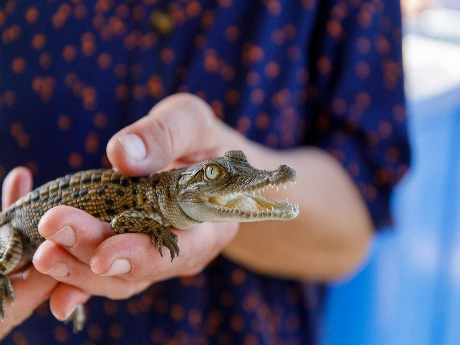 Hold a baby crocodile and alligator