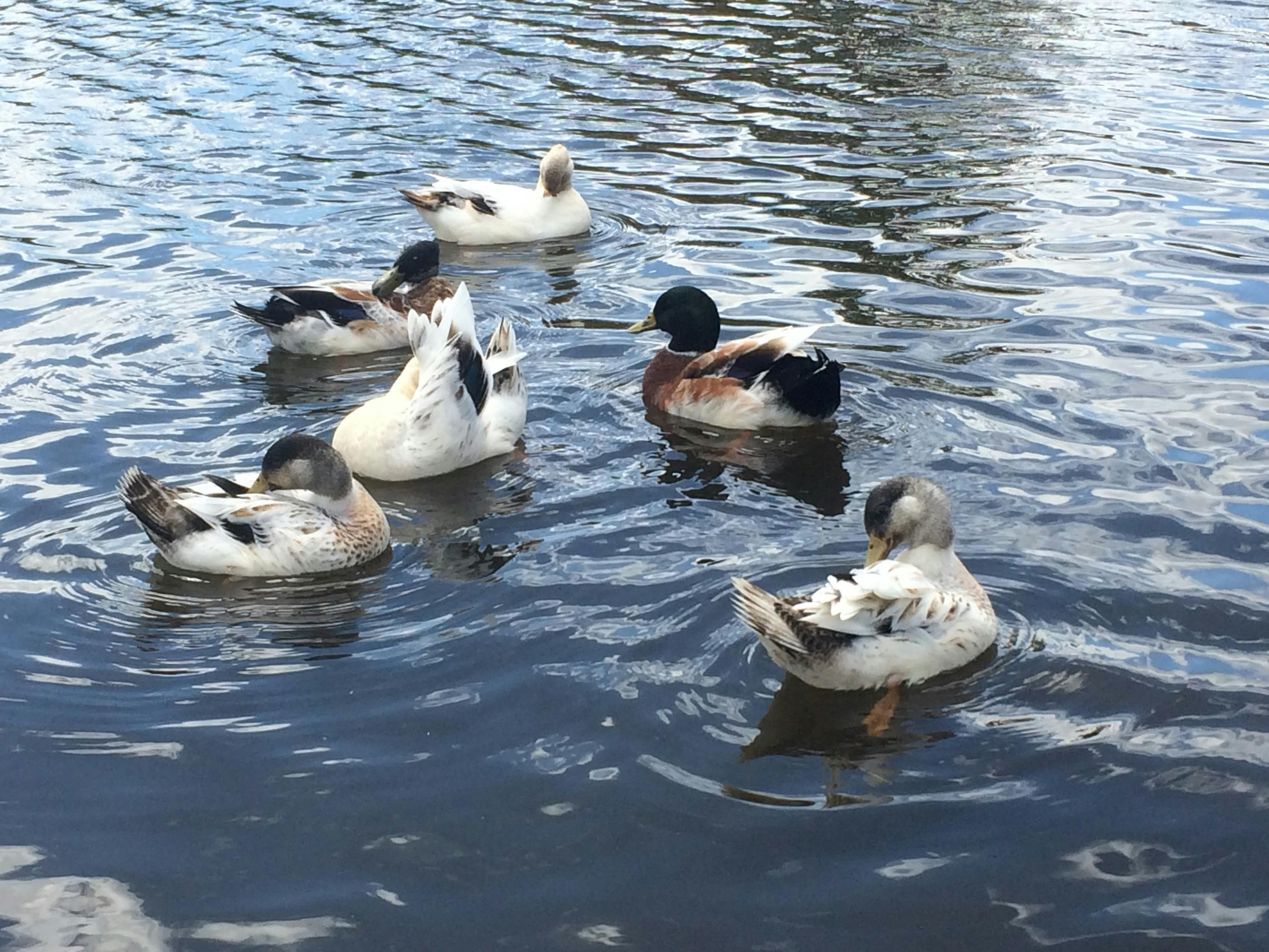 ducks at Crookwell