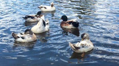 ducks at Crookwell