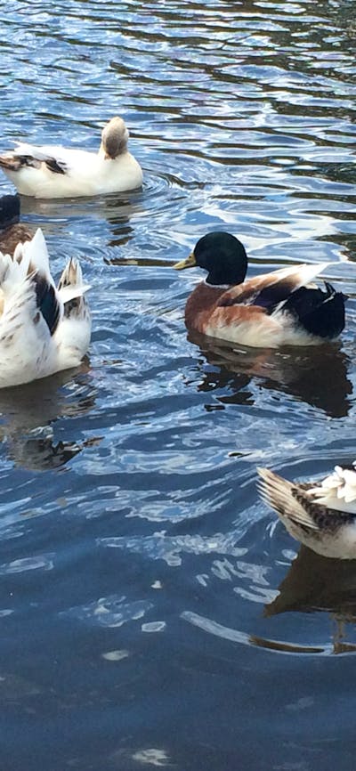 ducks at Crookwell