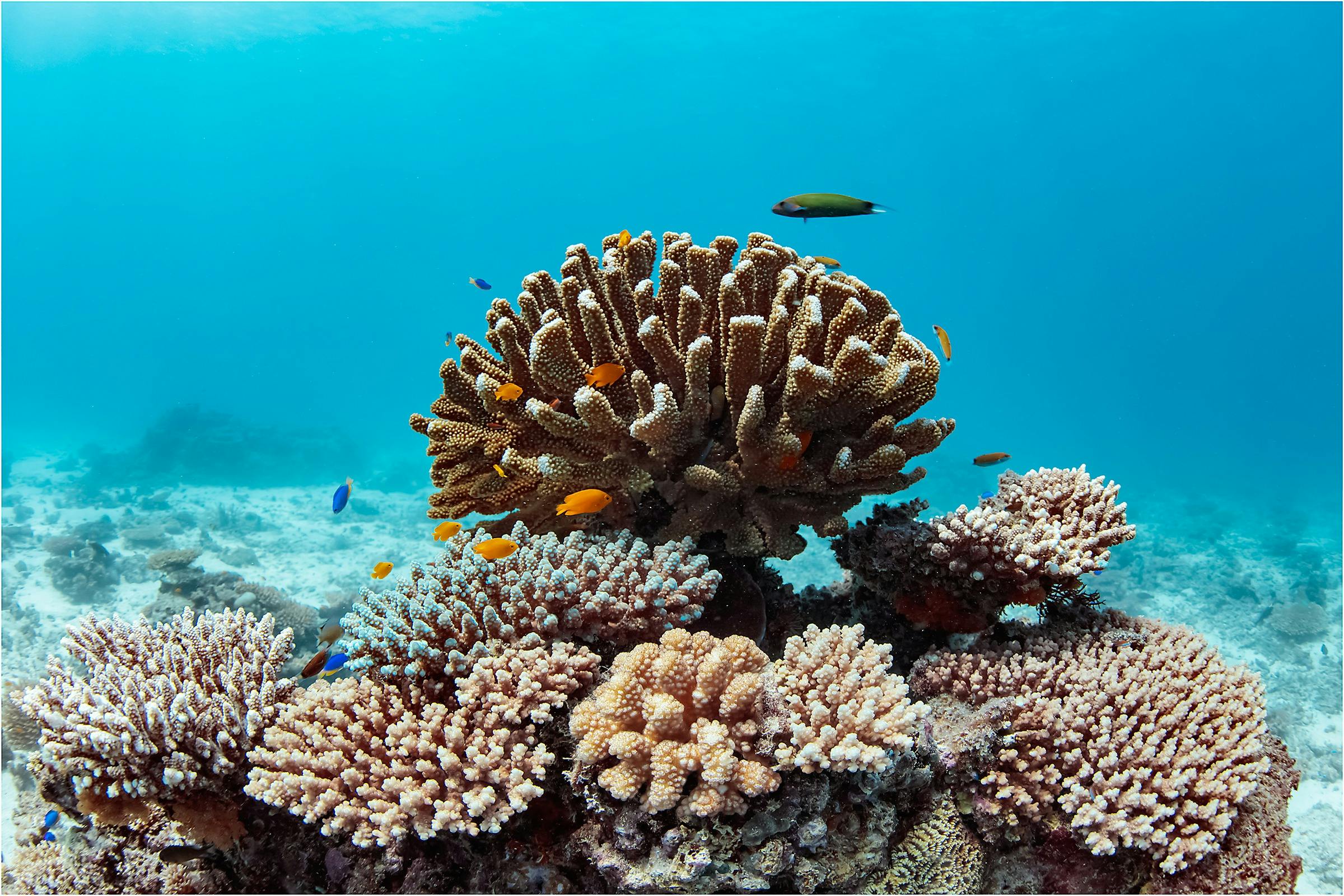 Lady Musgrave Island Dive Sites