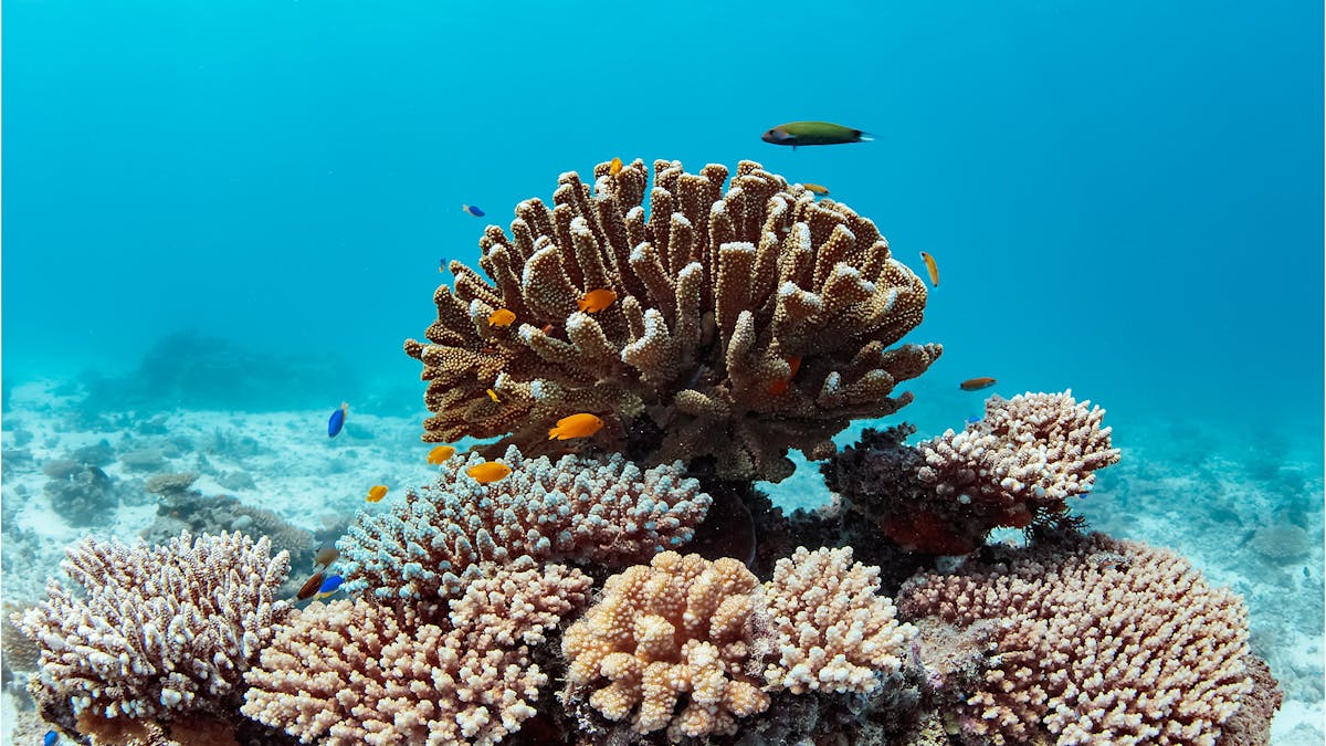 Lady Musgrave Island Coral
