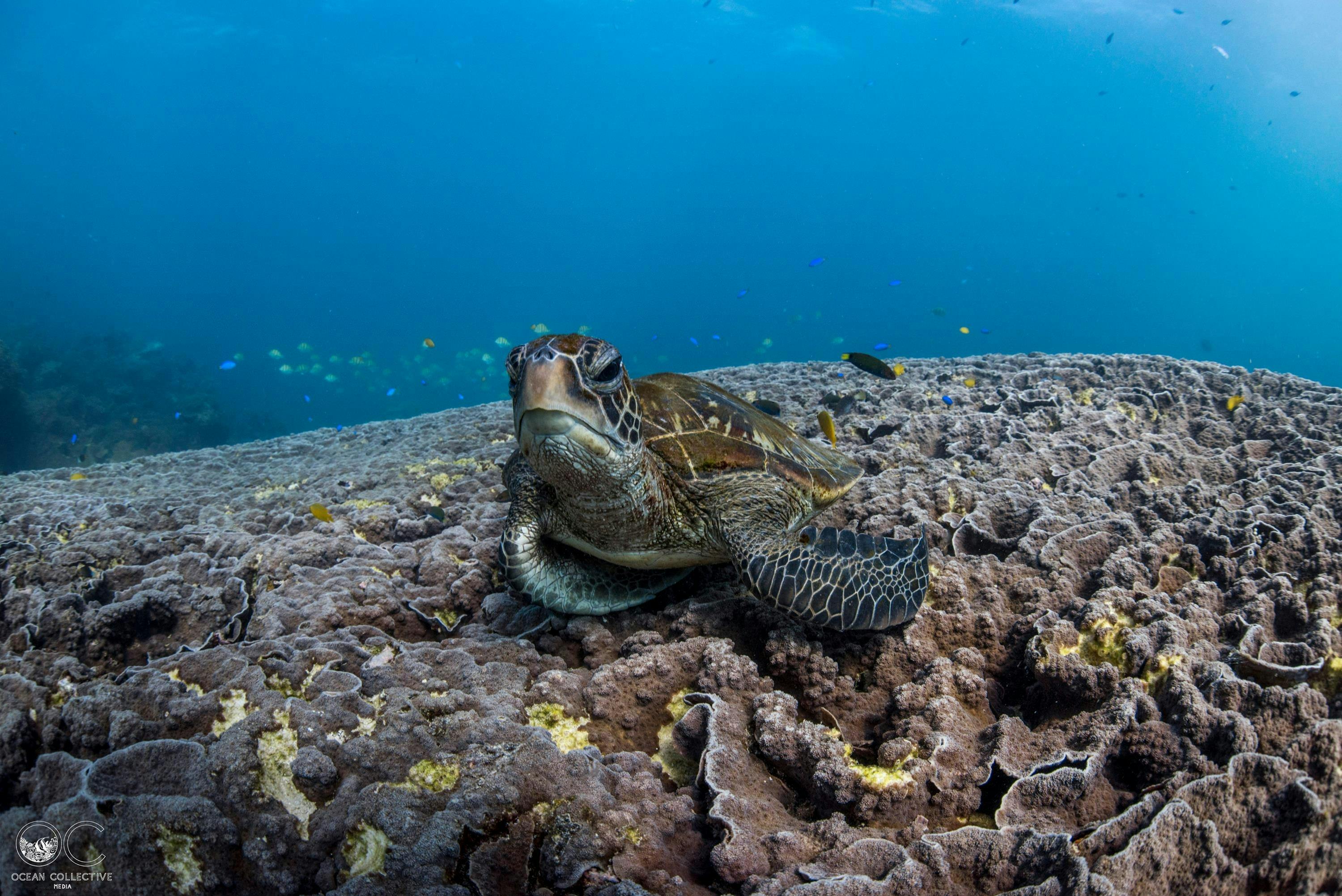 Turtle