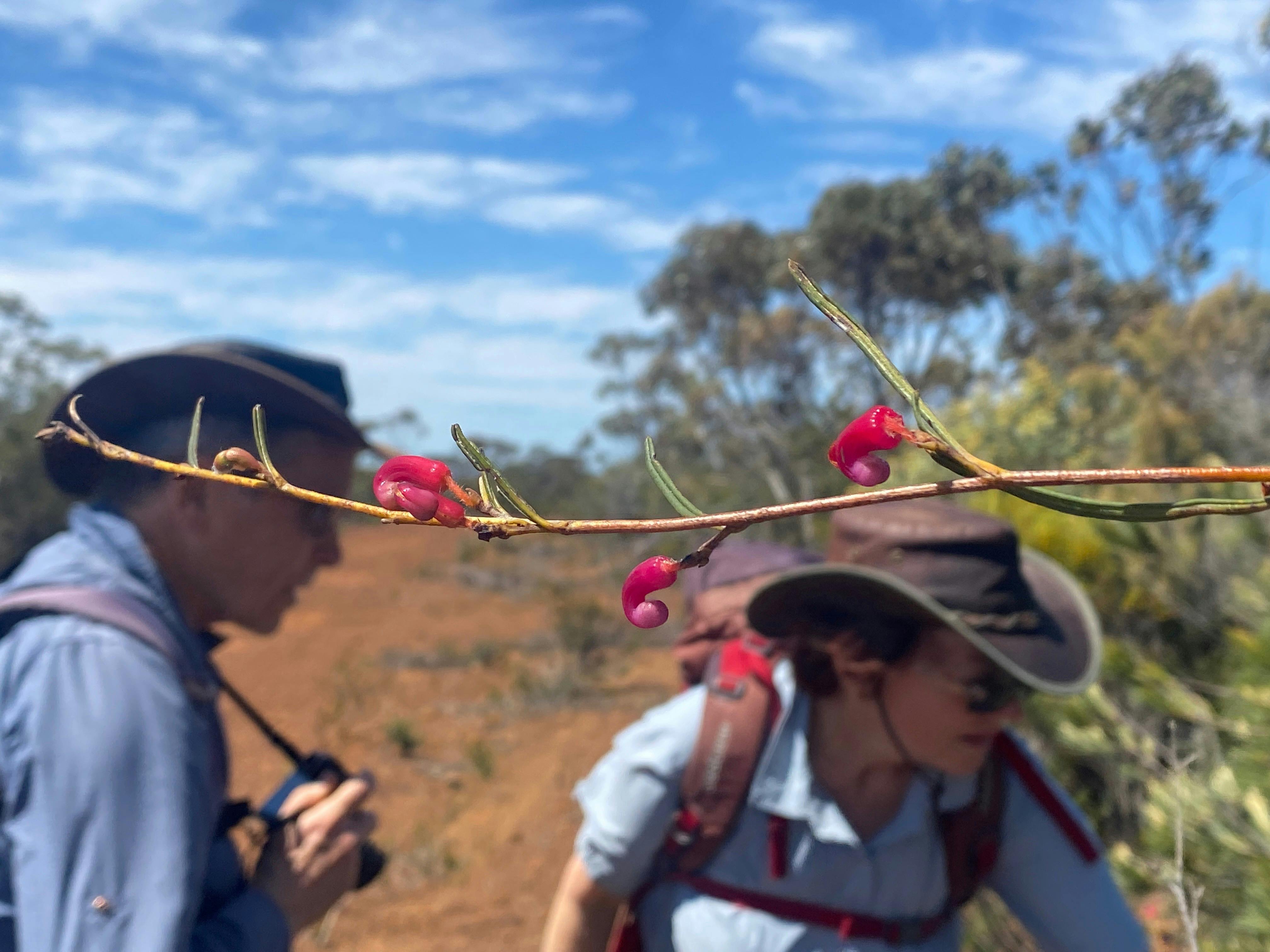 small shiny flowers - two people in the aground looking at other flowers