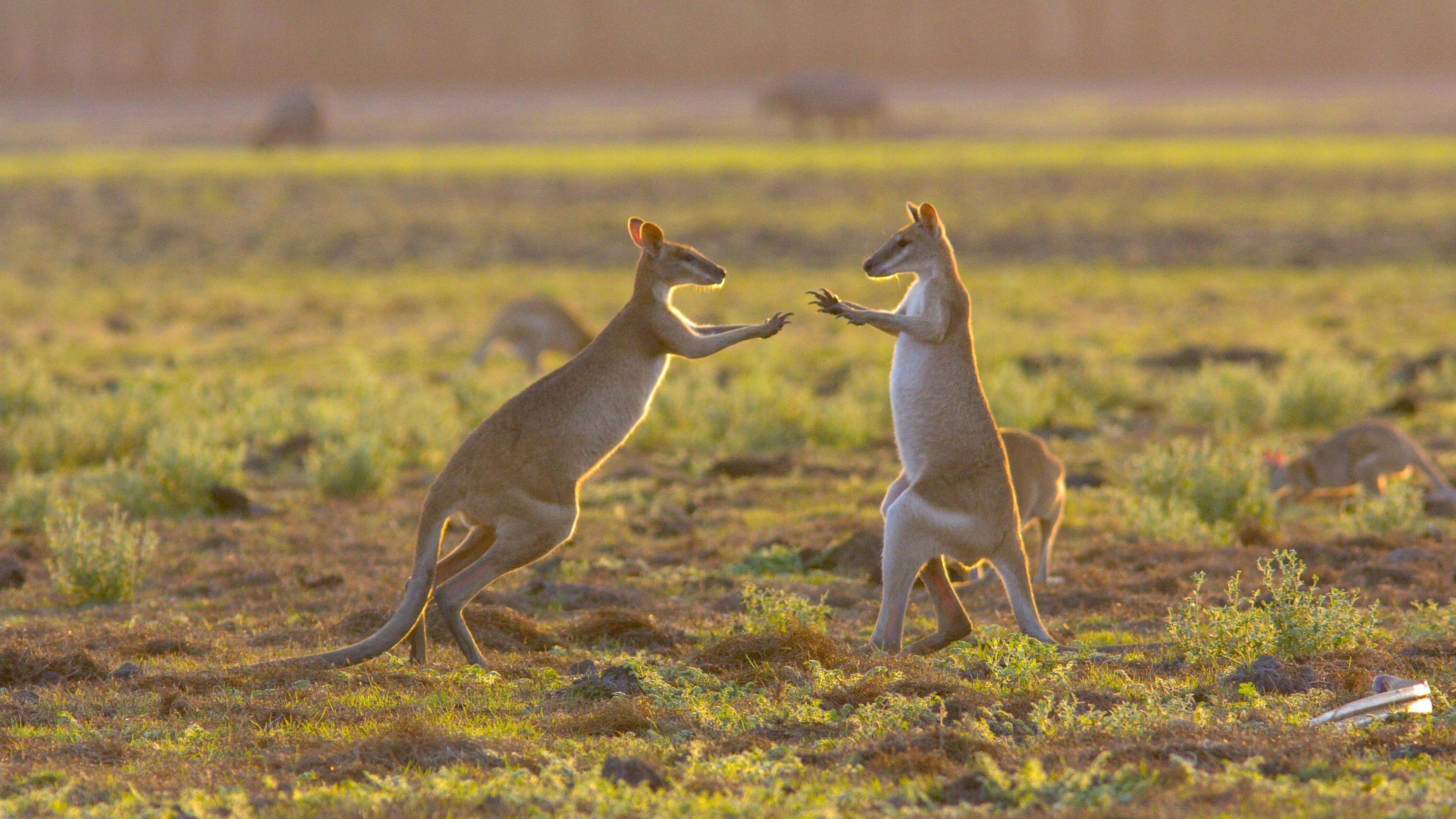 agile wallabies