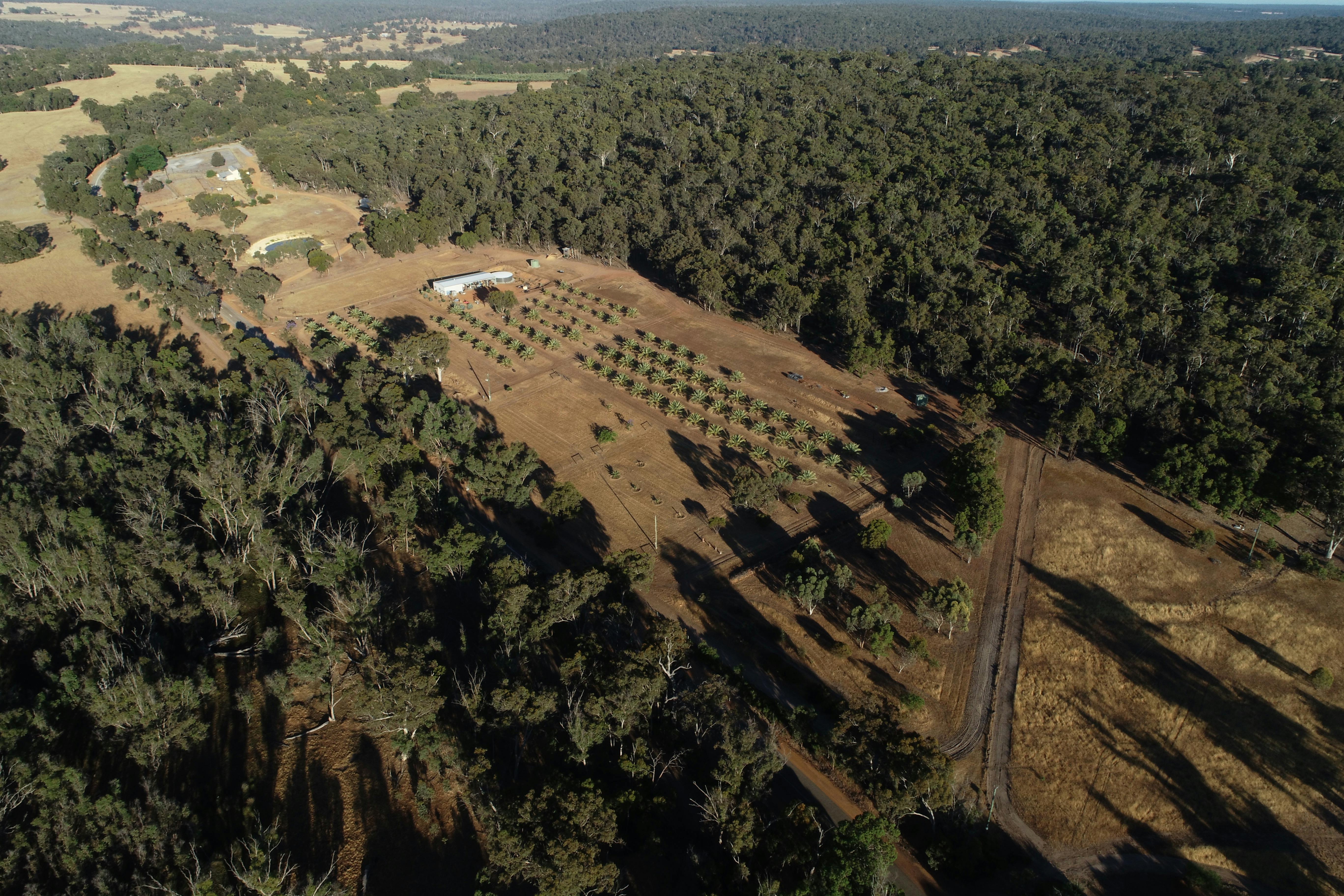 Julimar Date Garden