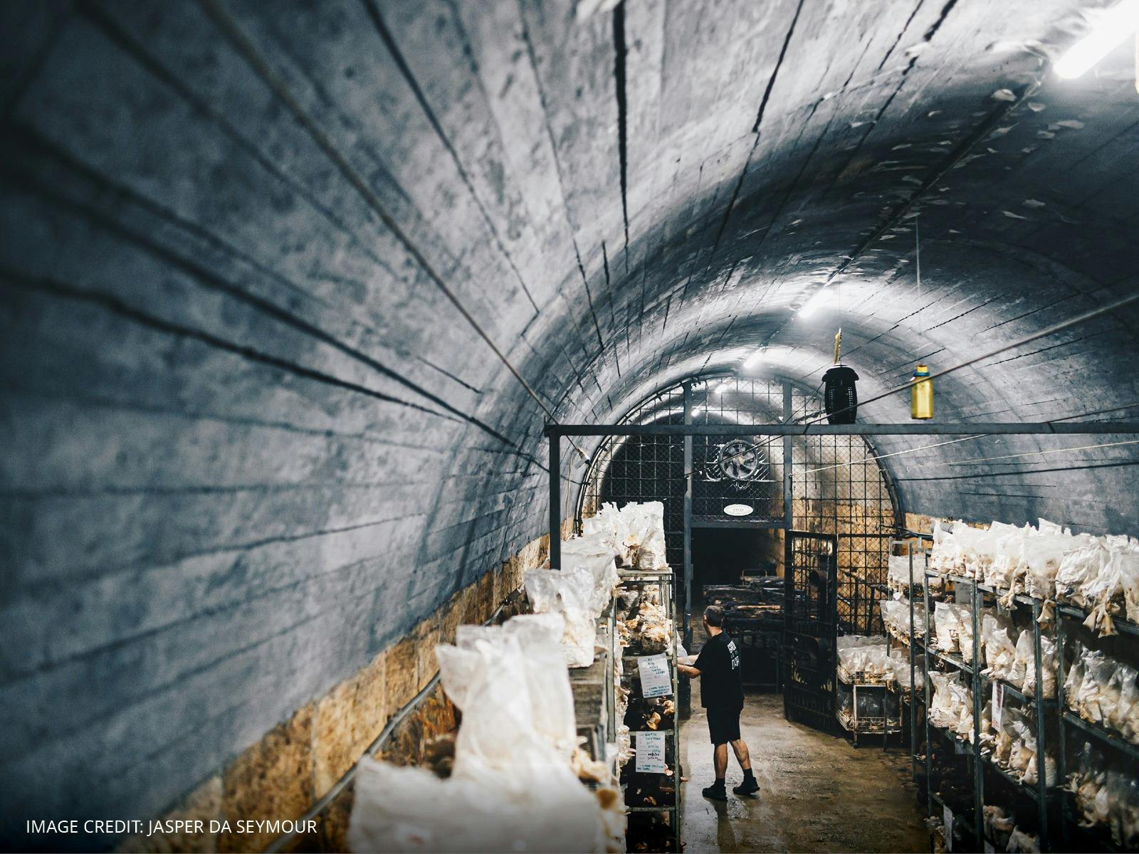 An image of an abandoned Tasmanian railway tunnel, converted to a mushroom grow room