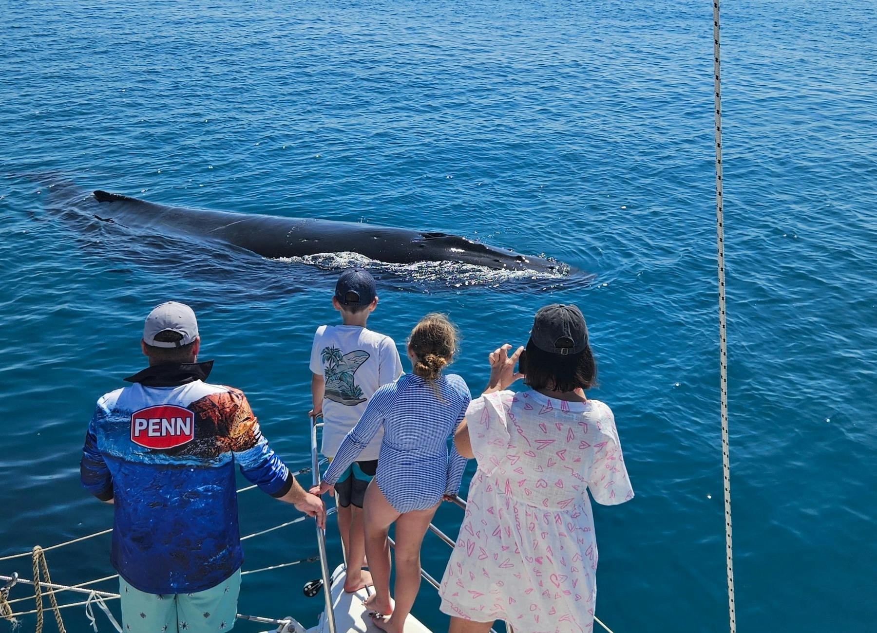 Up-close whale encounter - Hervey Bay