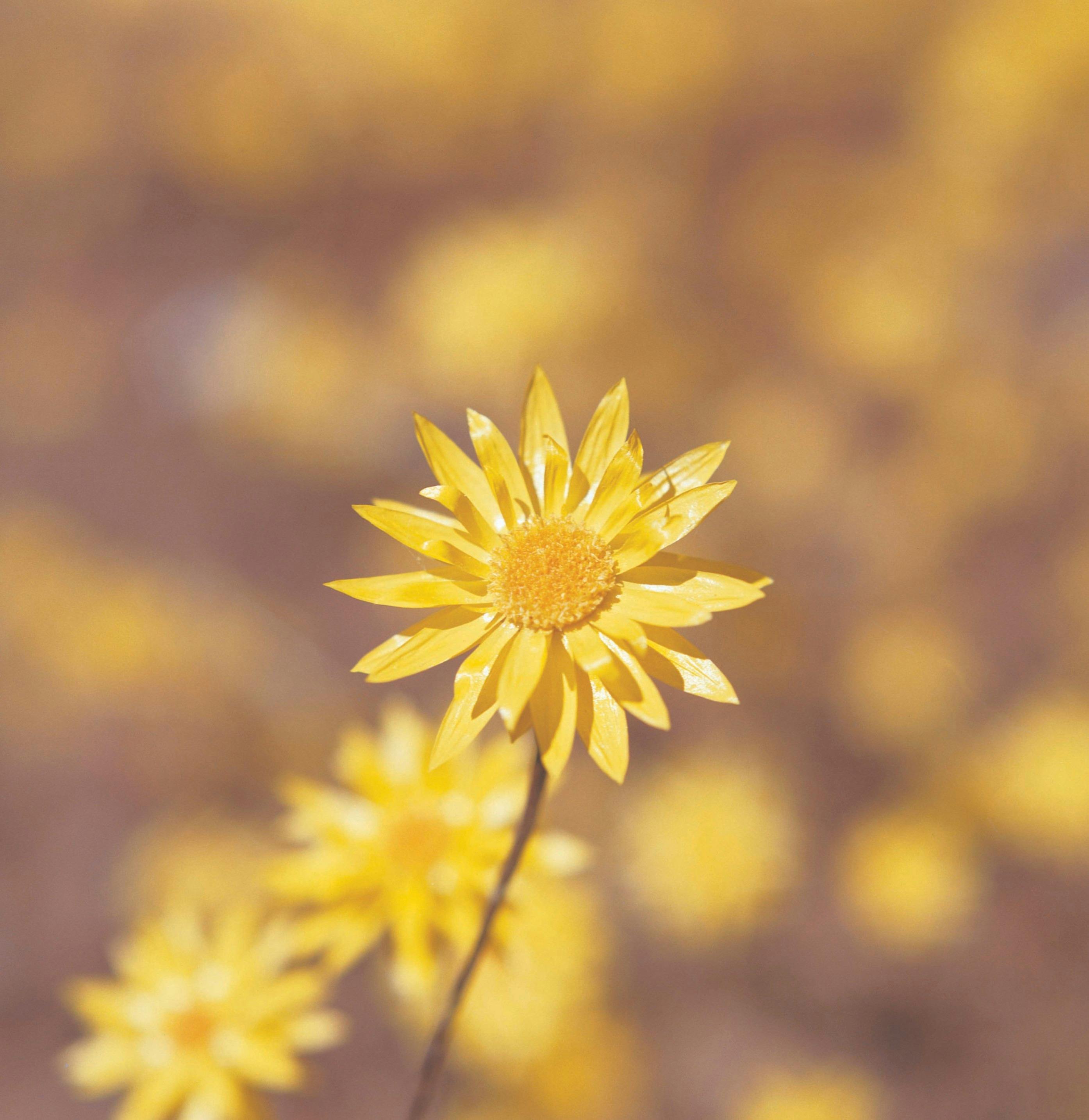 Northern Explorer Wildflower Trail, Paynes Find, Western Australia