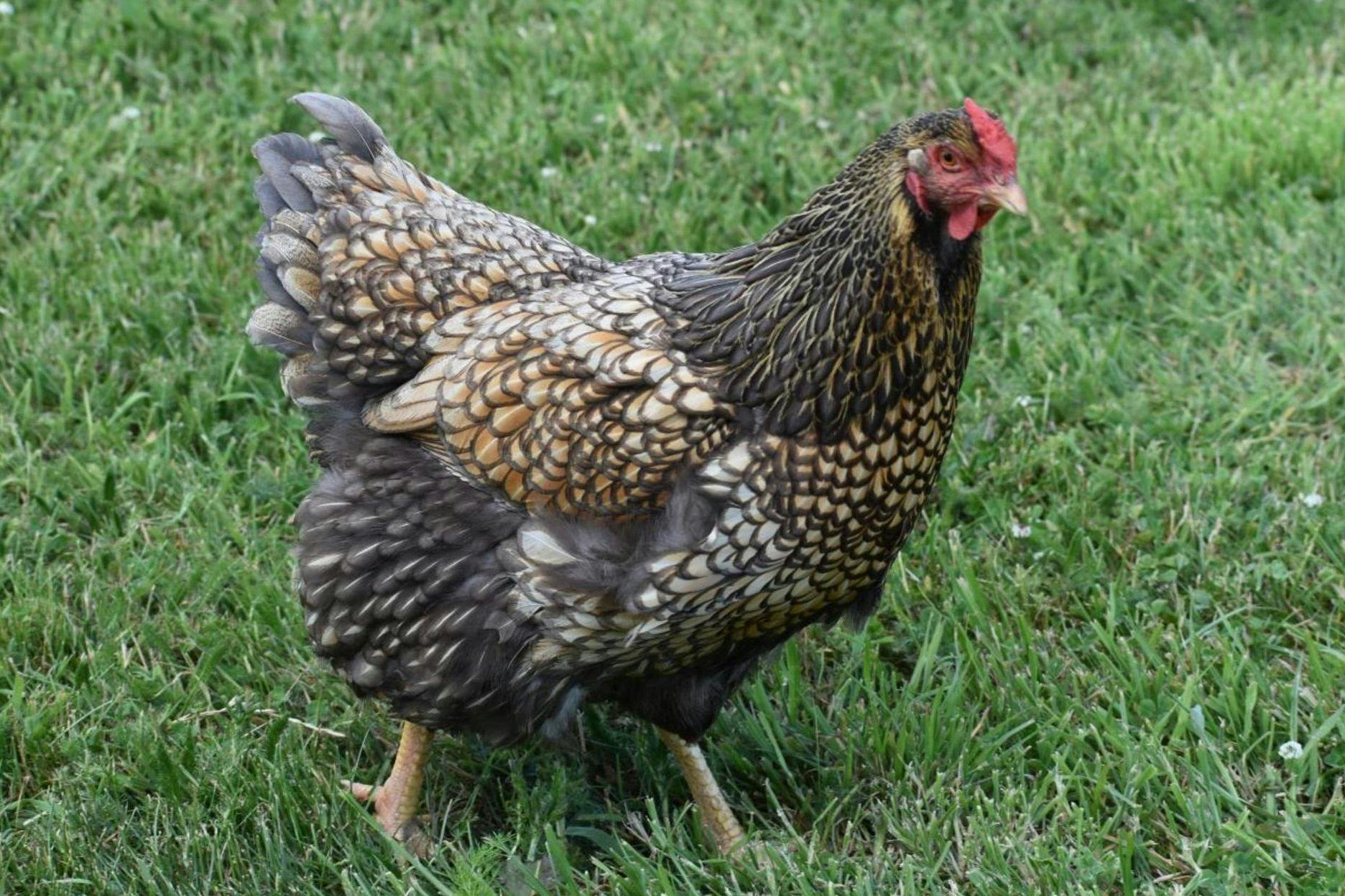 A picture of a chicken, enjoying being outdoors, free to roam on the grass.