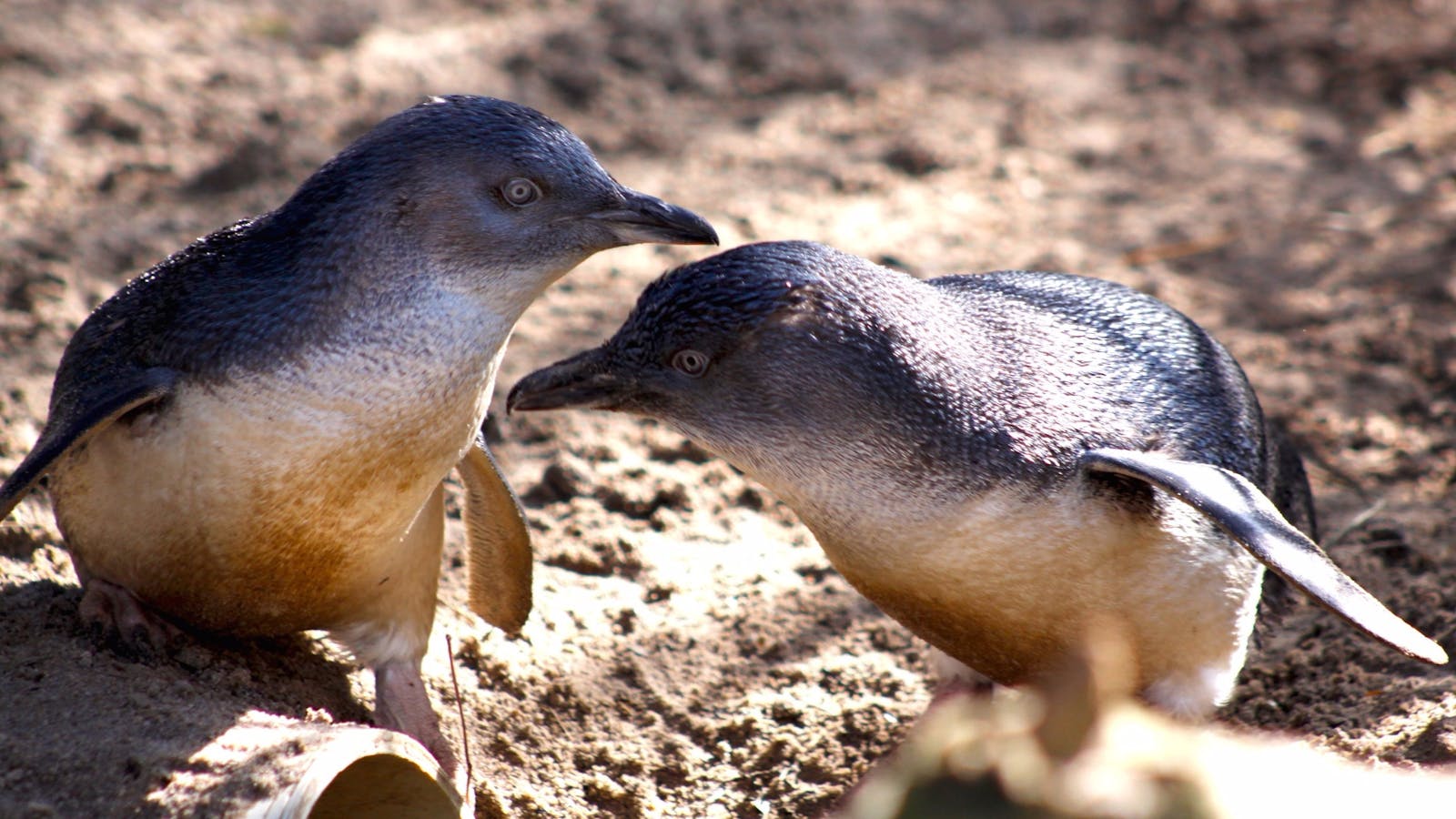 Melbourne Zoo