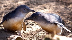 Melbourne Zoo