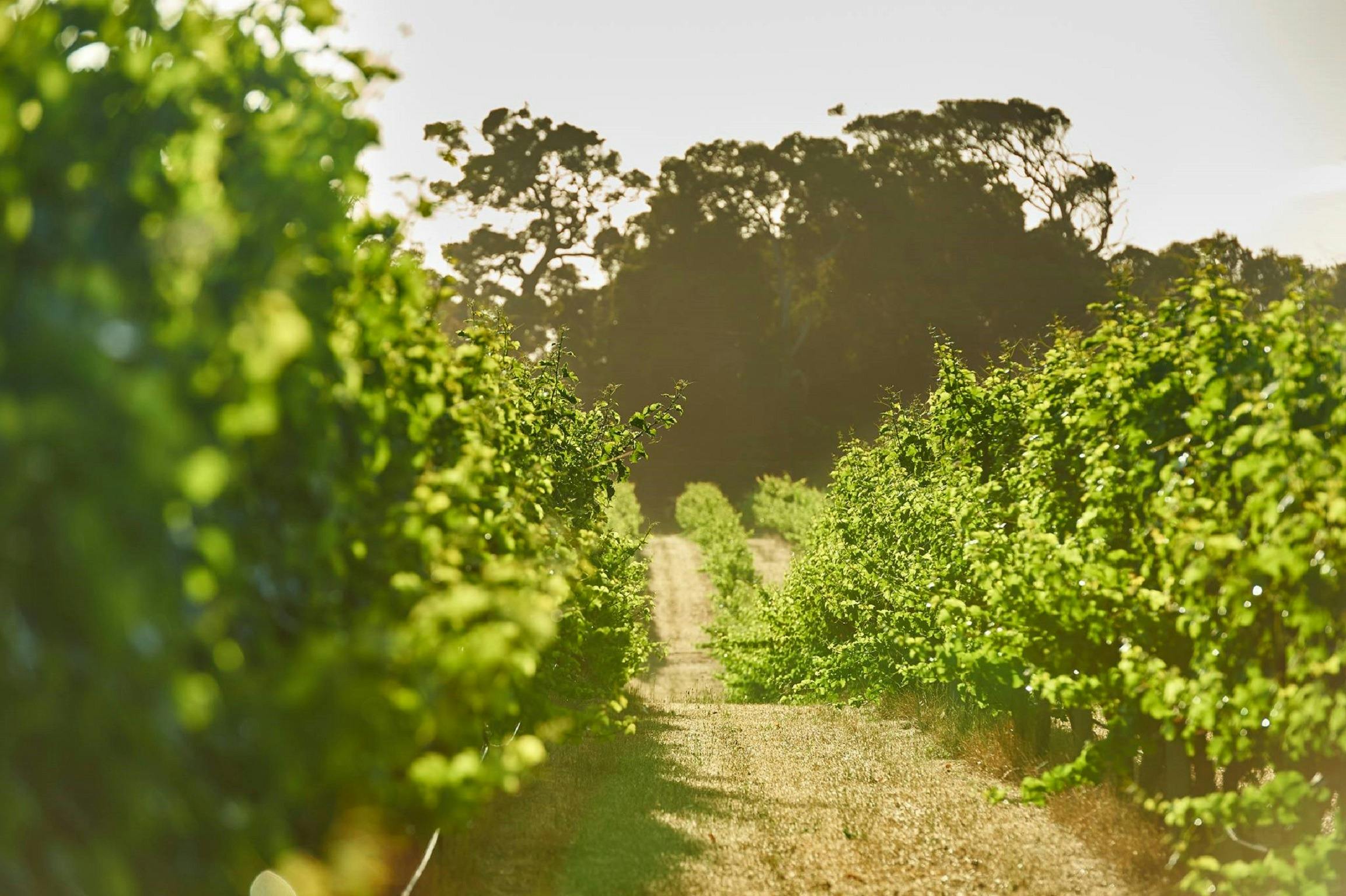 Cape Mentelle Vineyards, Margaret River, Western Australia