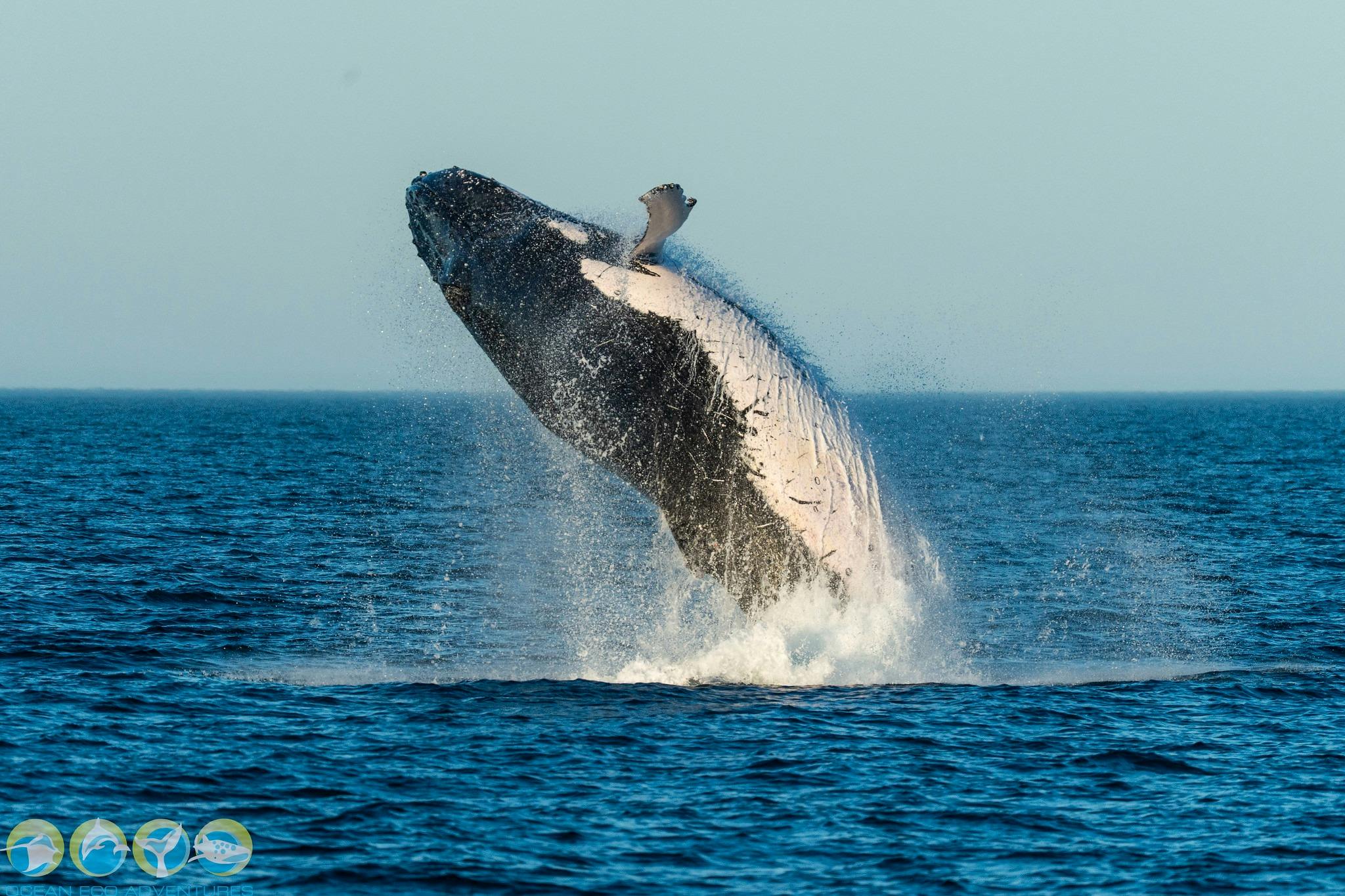 Humpback Whale Breach