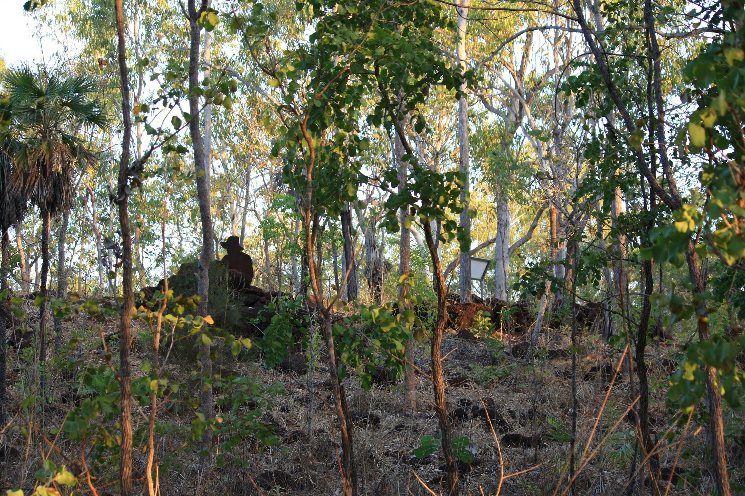 A figure is seen through spindly bushland