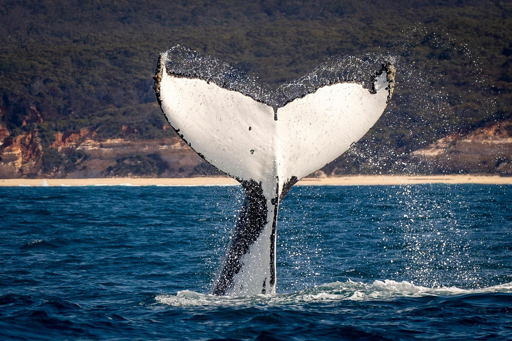 Whale Tail, Pinnacles, Merimbula