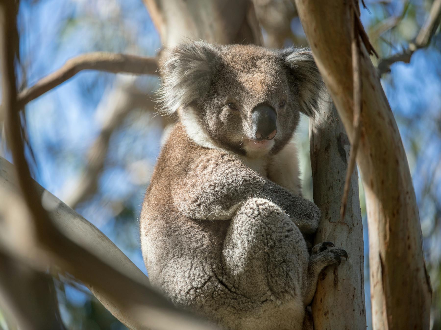 Koalas on French Island