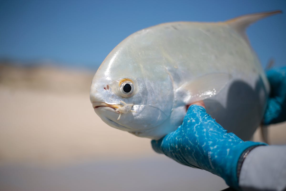 coastal flats fishing