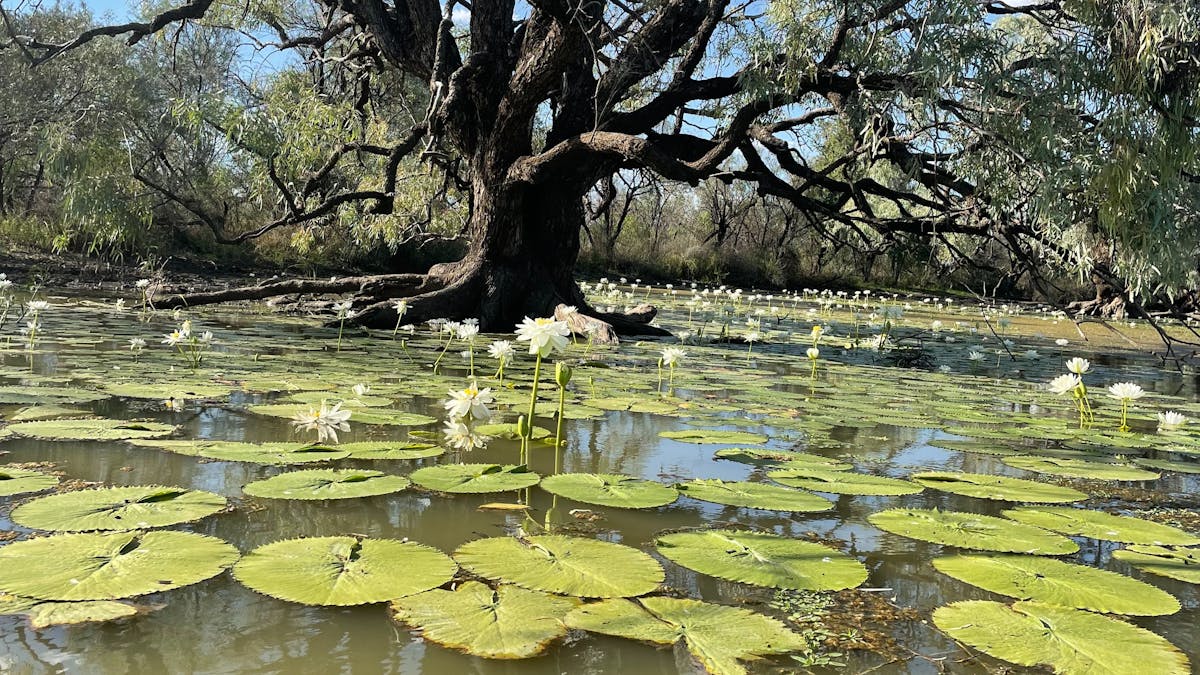 Lilly Lagoon on Starlights lookout road