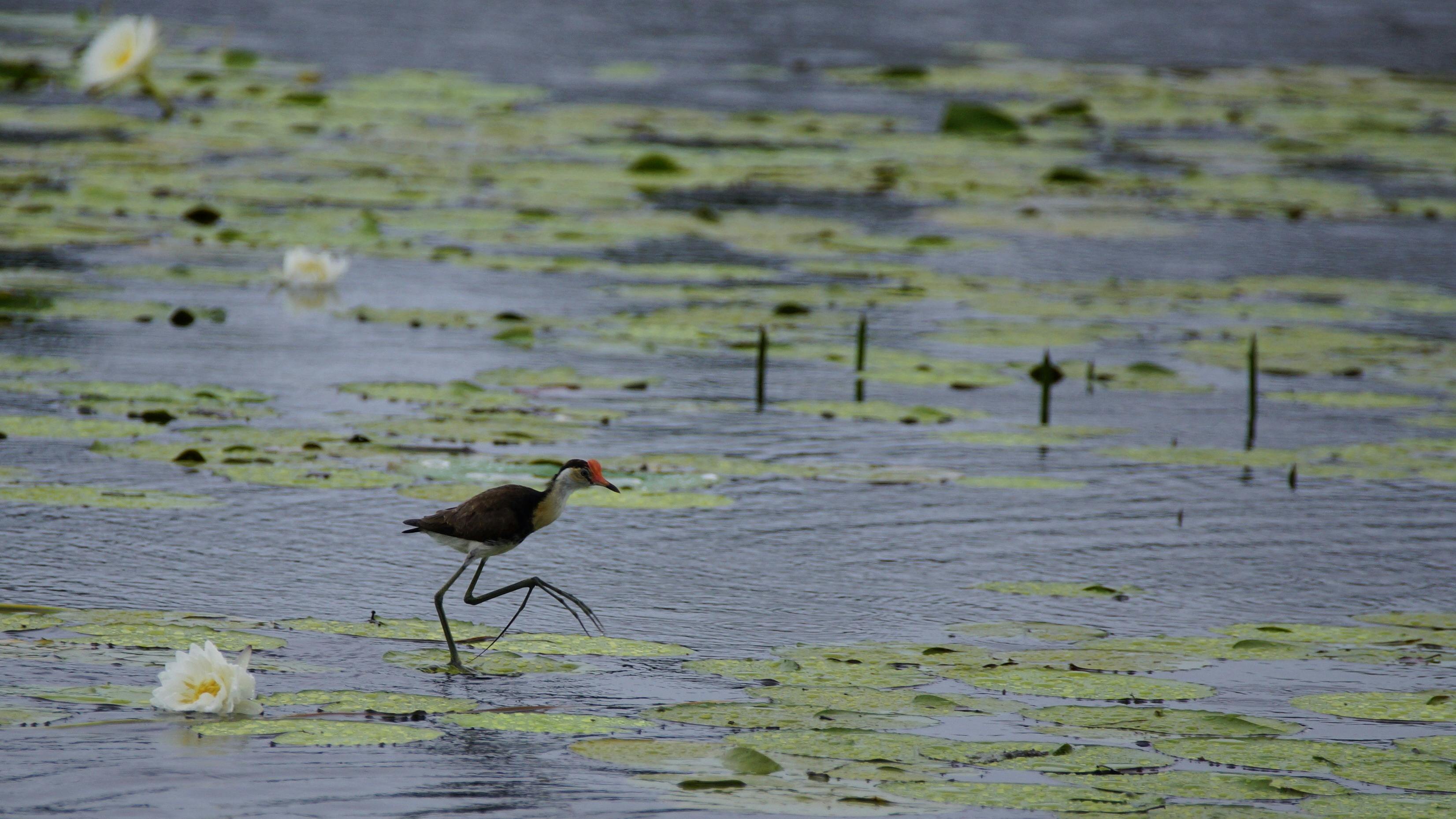 Wildlife Spotting Tour on the Mary River