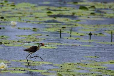 Wildlife Spotting Tour on the Mary River