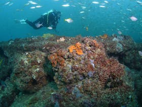 Scottish Prince Dive Site