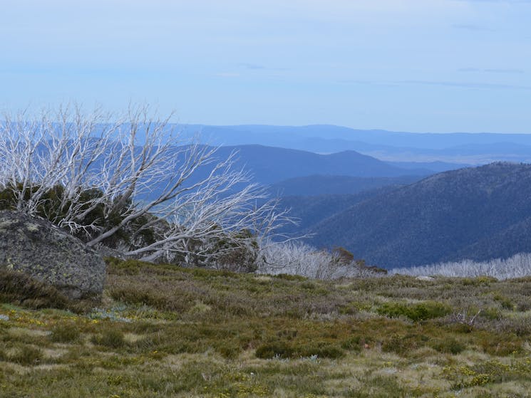 Views of the Bogong High Plains, mountains stretch into the distance, snow gums  in the foreground