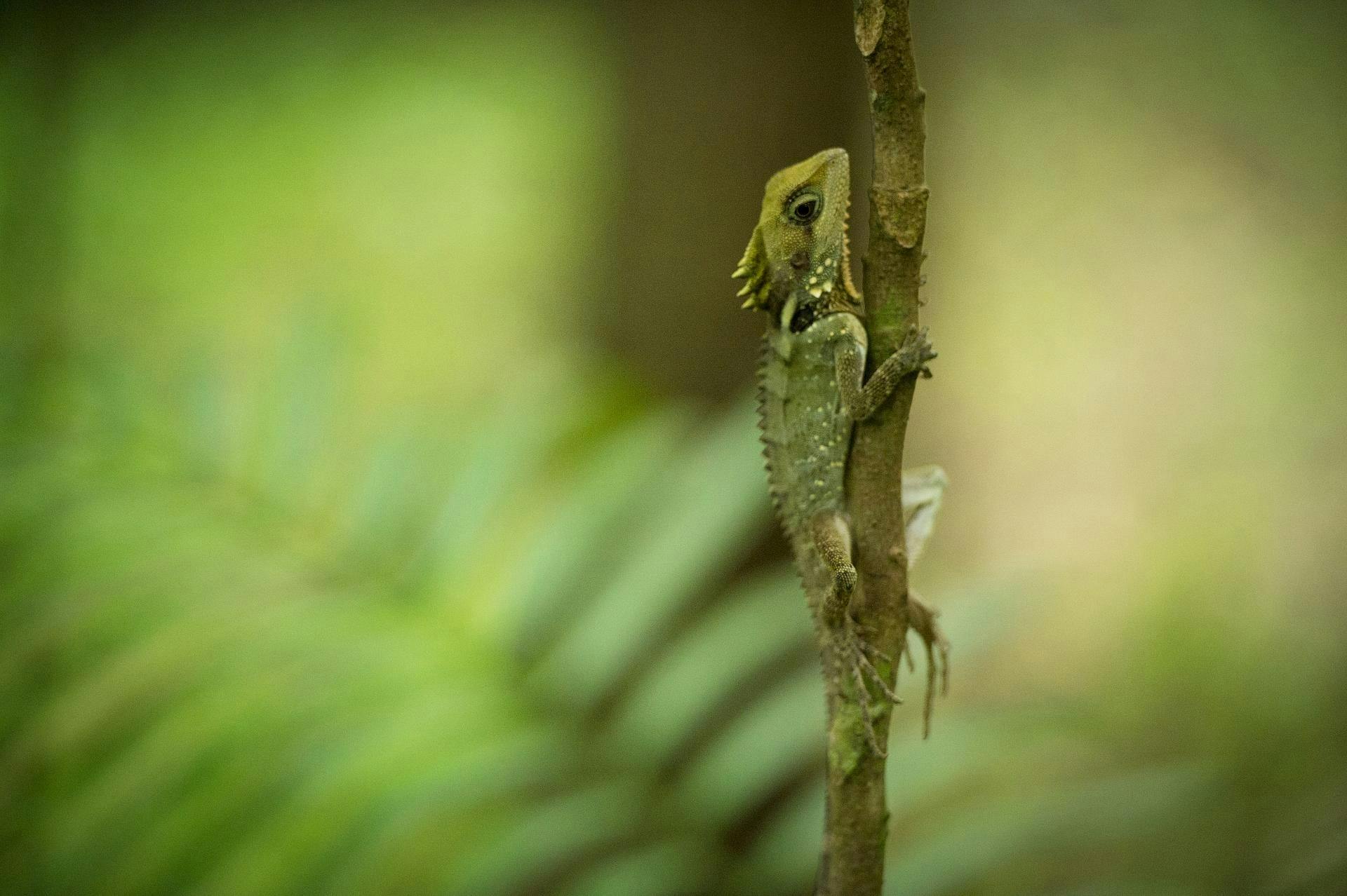 Boyds Forest Dragon