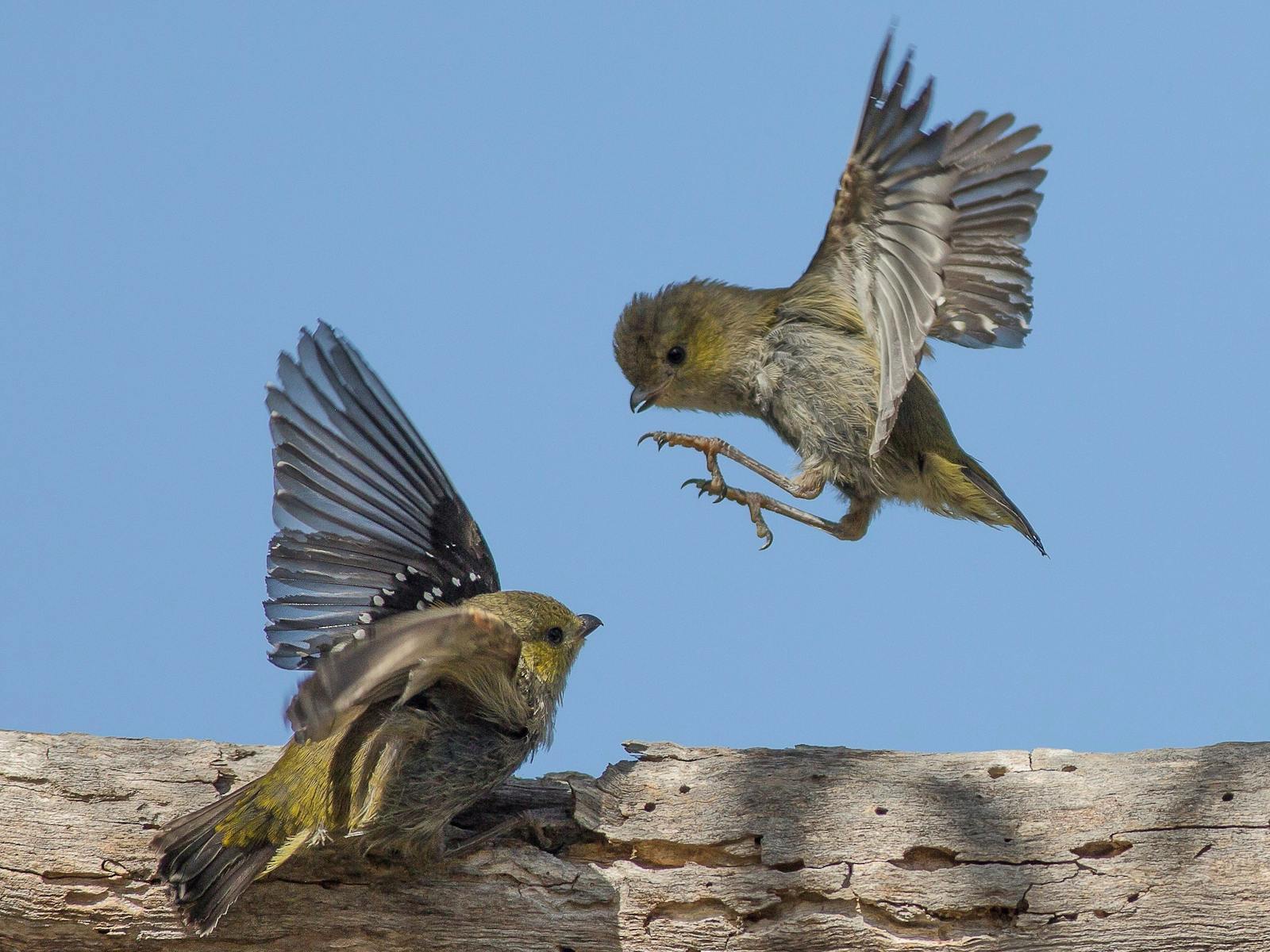 40 Spotted Pardalotes - Inala