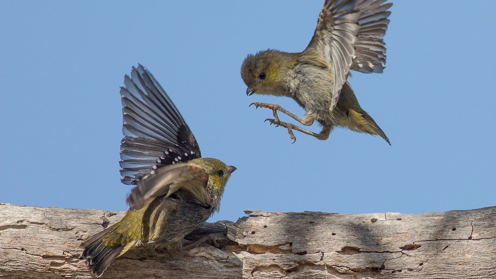 40 Spotted Pardalotes - Inala