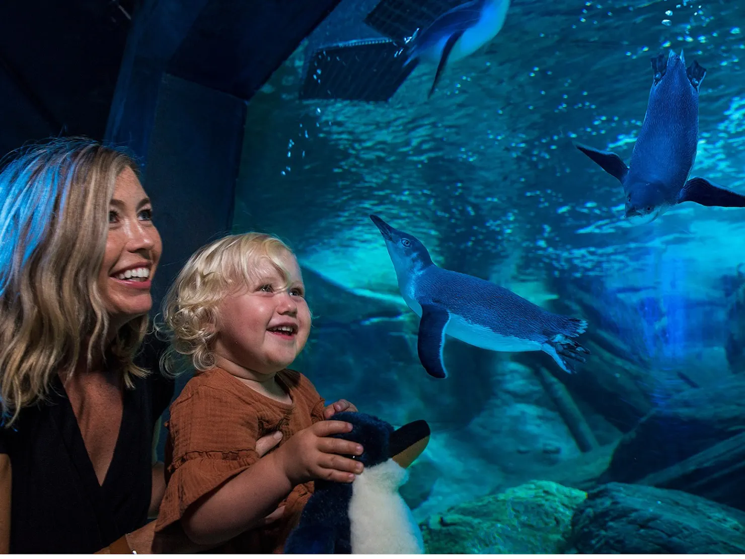 Guests watching penguins swimming