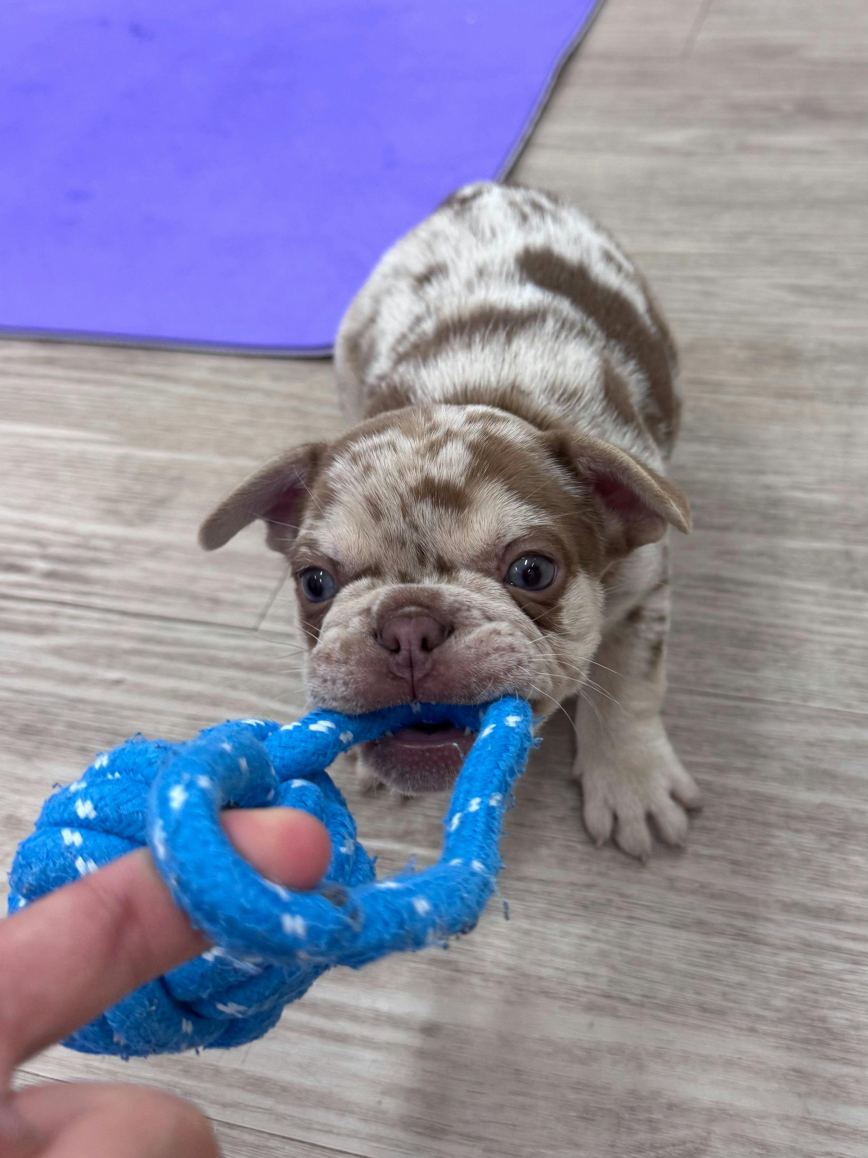 Puppy Yoga Perth | Yoga Paws