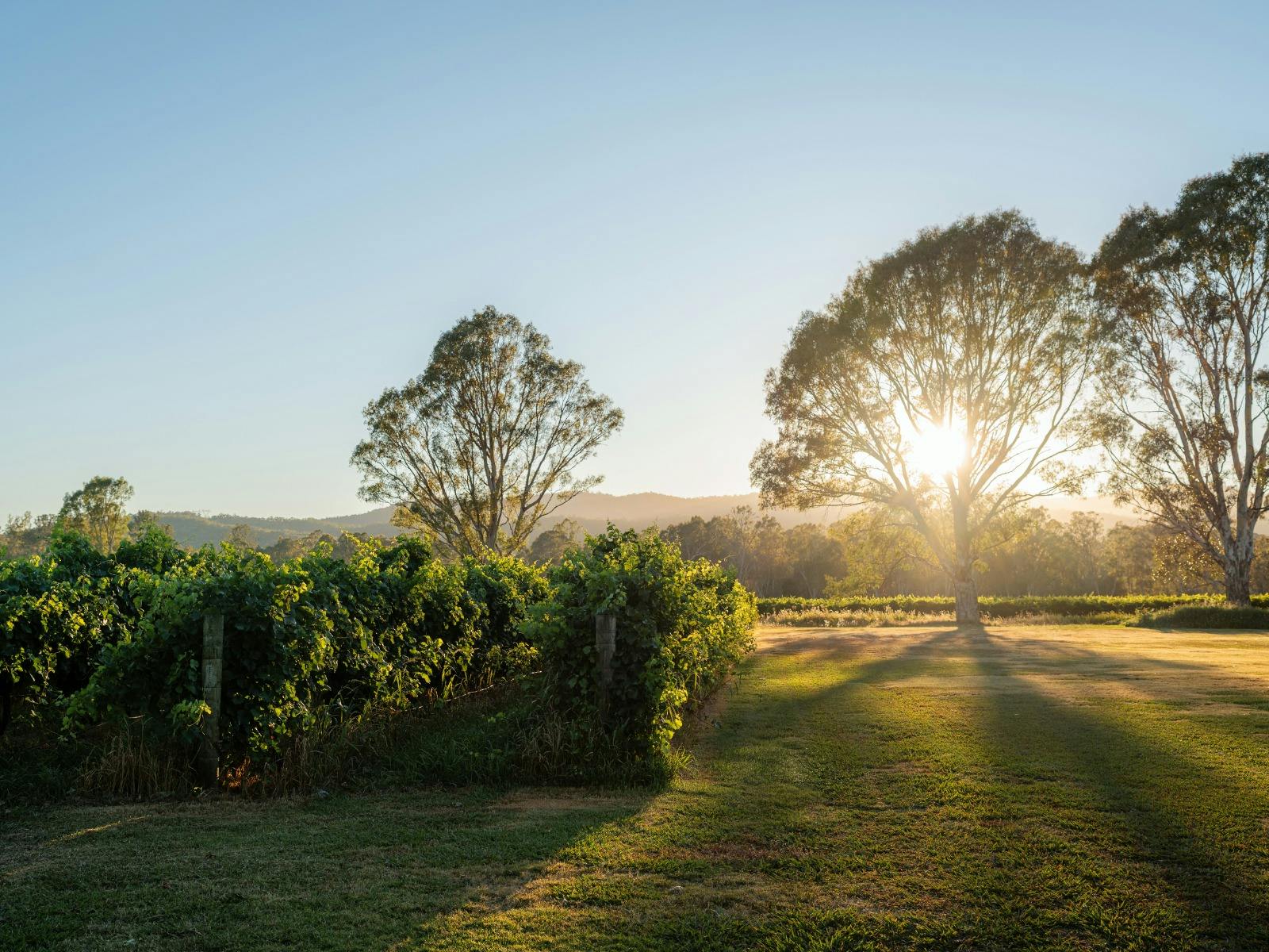 Dal Zotto Wines Petite Retreat Accommodation View at Sunrise looking over the King Valley vineyard