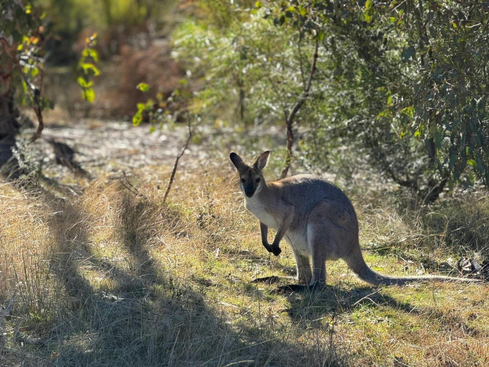 Campsite locals