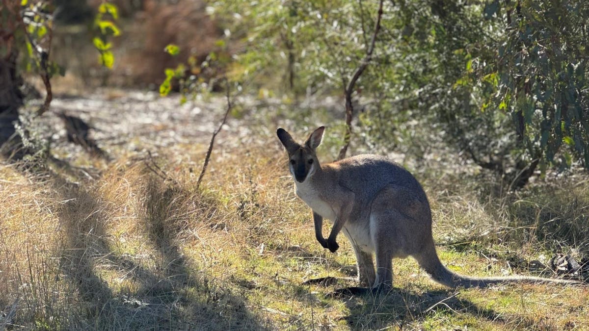 A wallaby in scrubby bushland