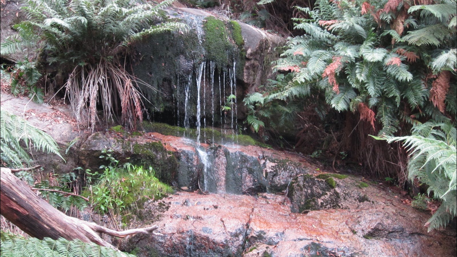 Ferns waterfall, Mount Buangor State Park - GRAMPIANS