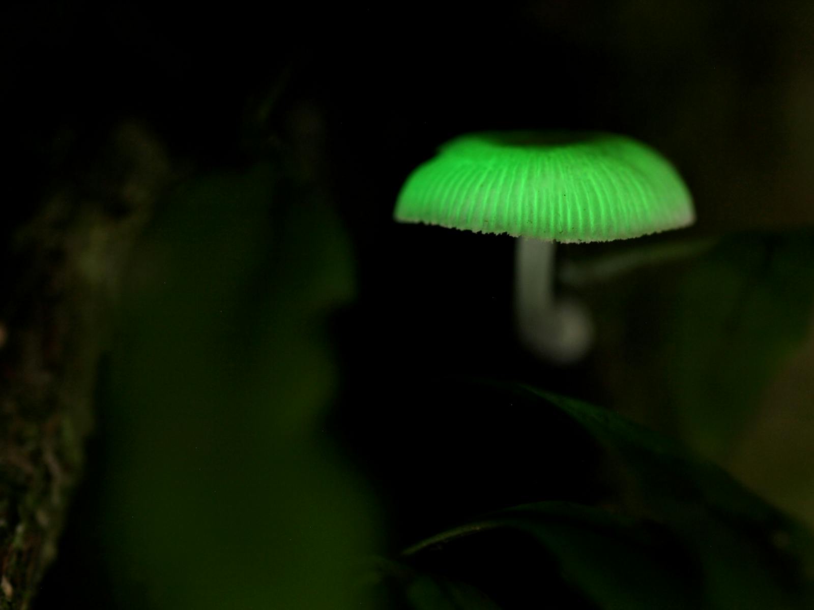 Luminous Mushroom 1