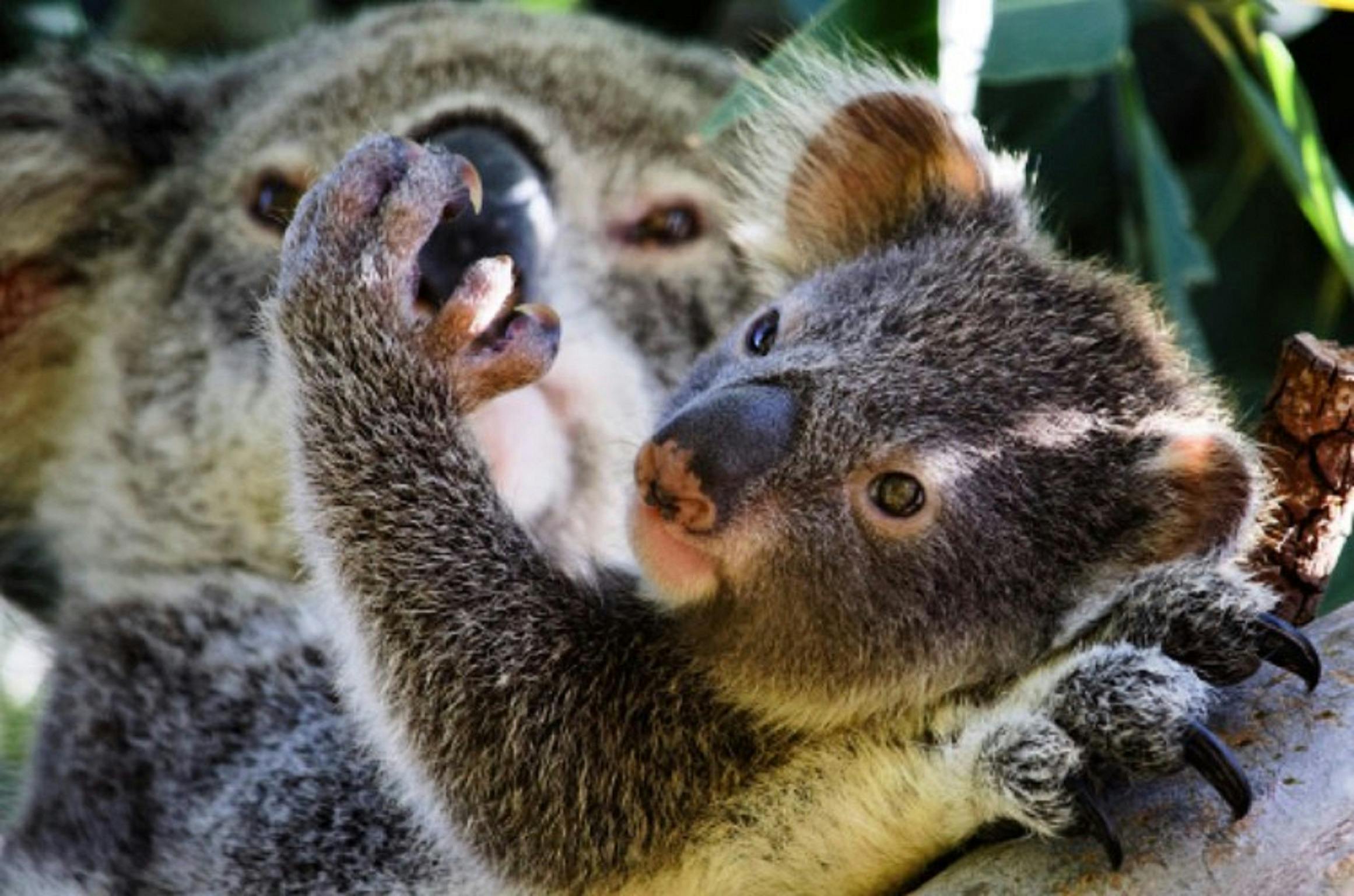 Northern Rivers Koala Hospital